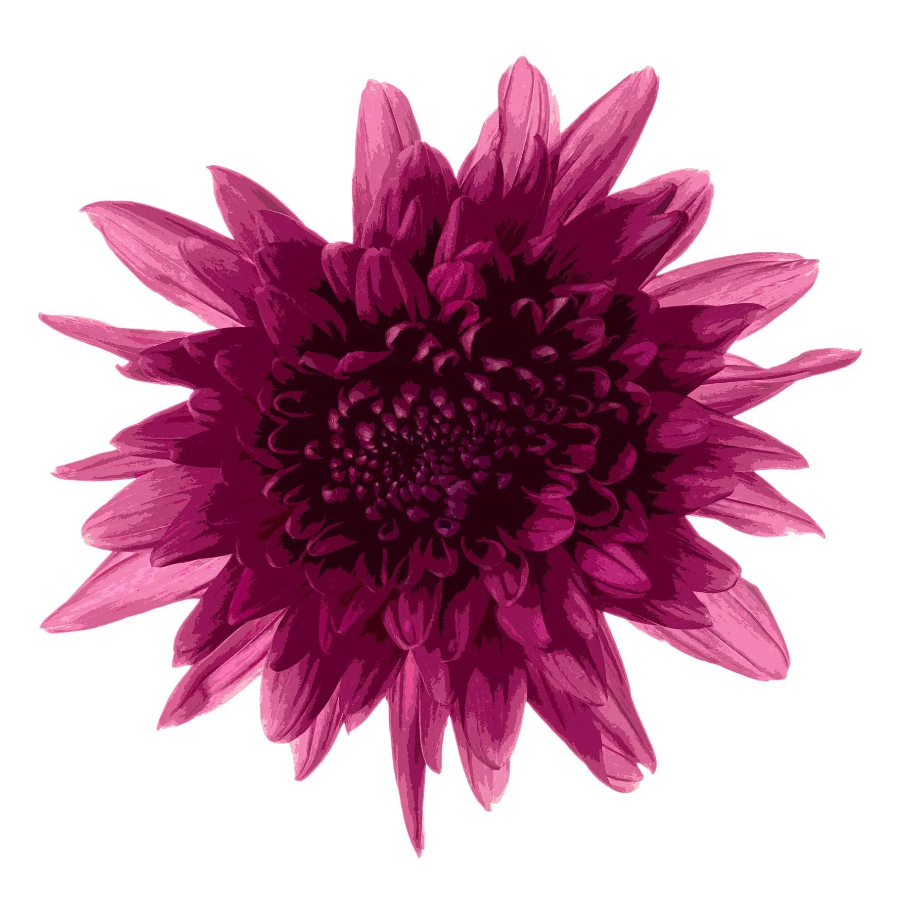 Purple Chrysanthemum on White