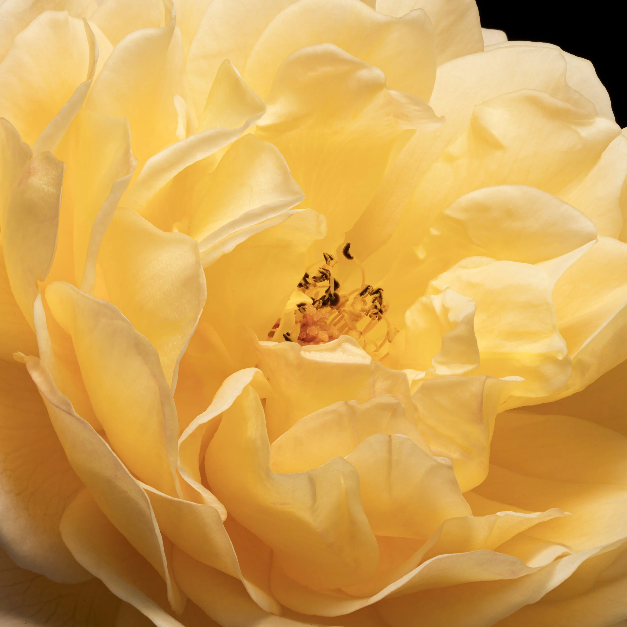 Pale Orange Rose