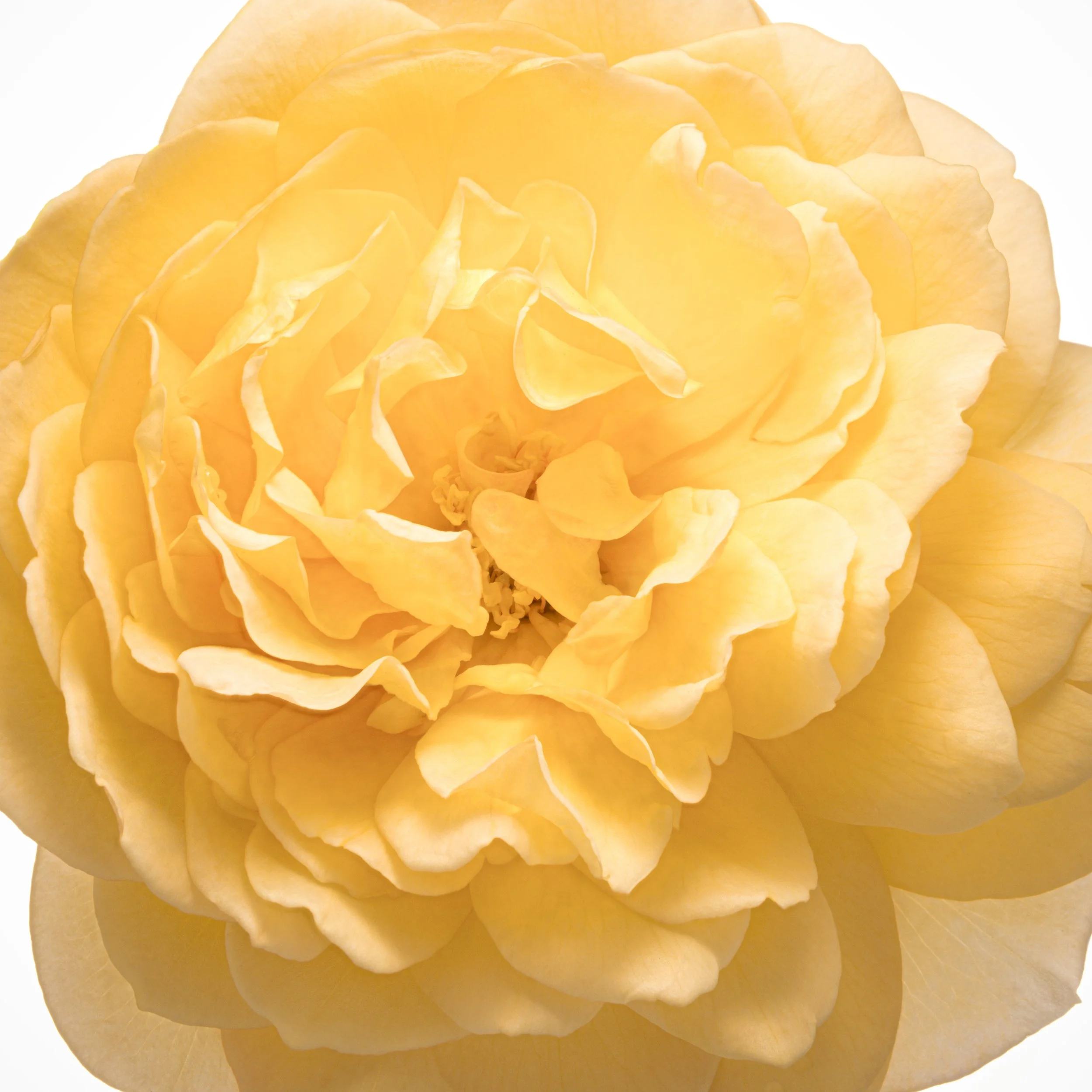 Sunny Rose