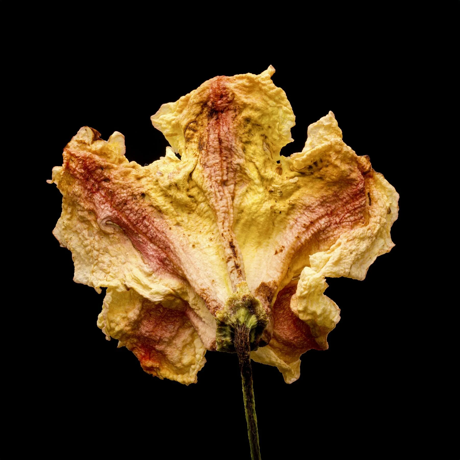 Rear of dried Rhododendron