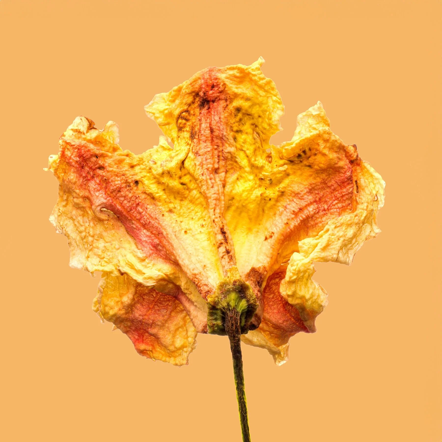 Rear of dried Rhododendron on Pale Orange