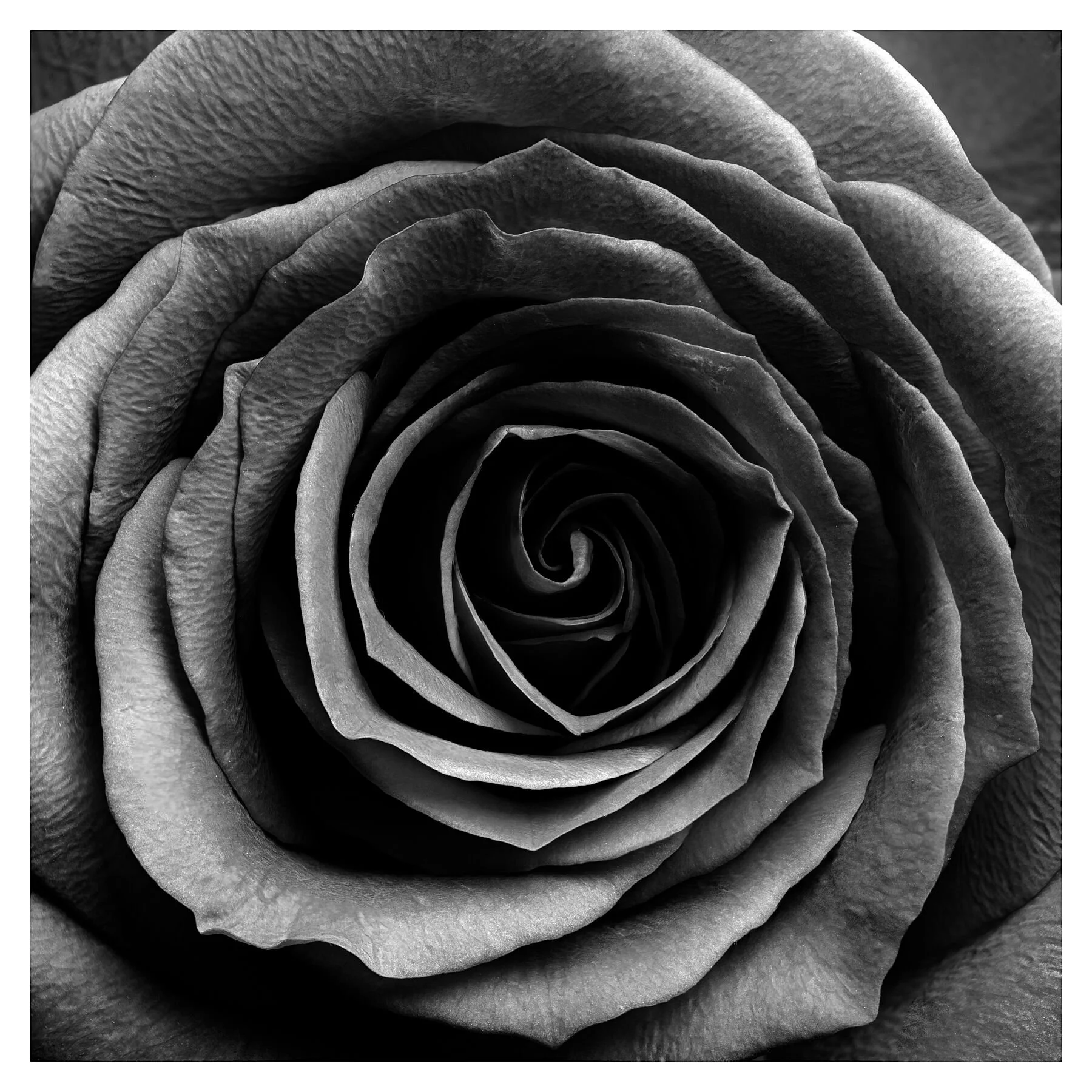 Red Rose  Monochrome