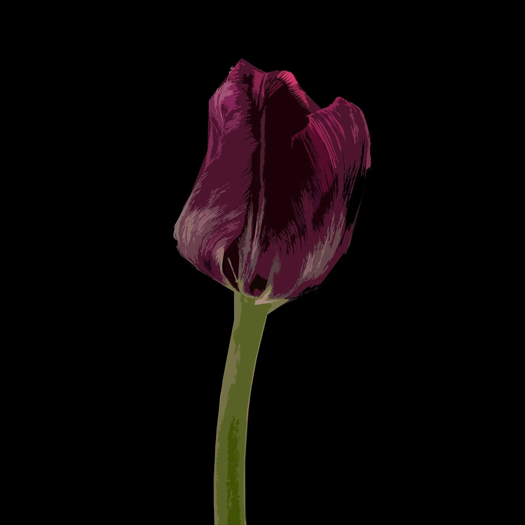 Ruby Tulip on Black