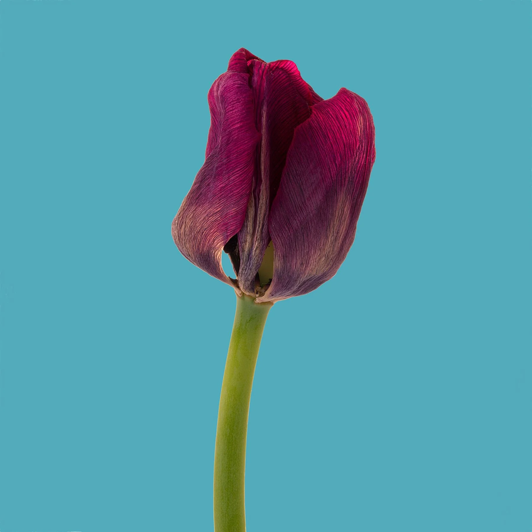 Ruby Tulip on blue
