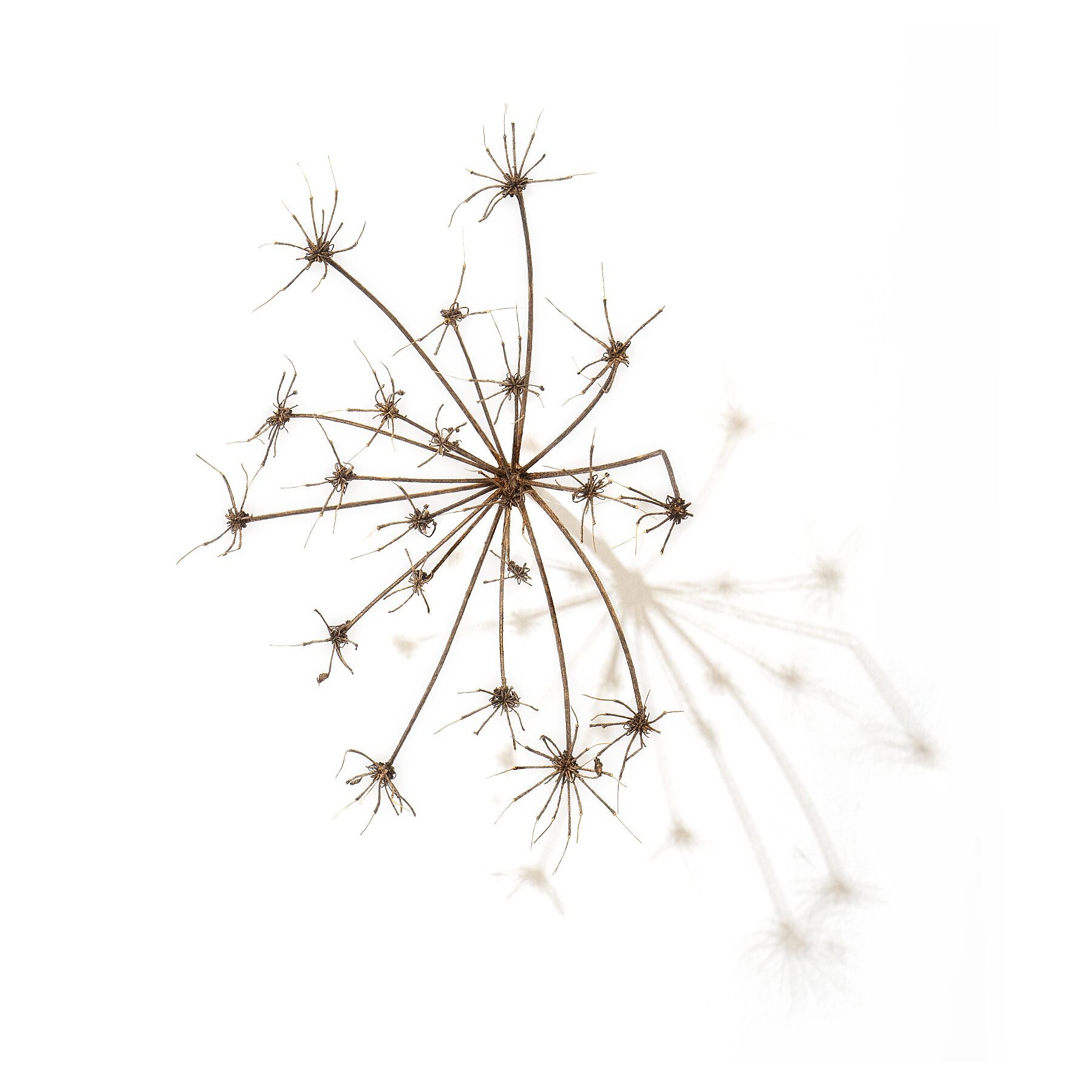 Seed Head I