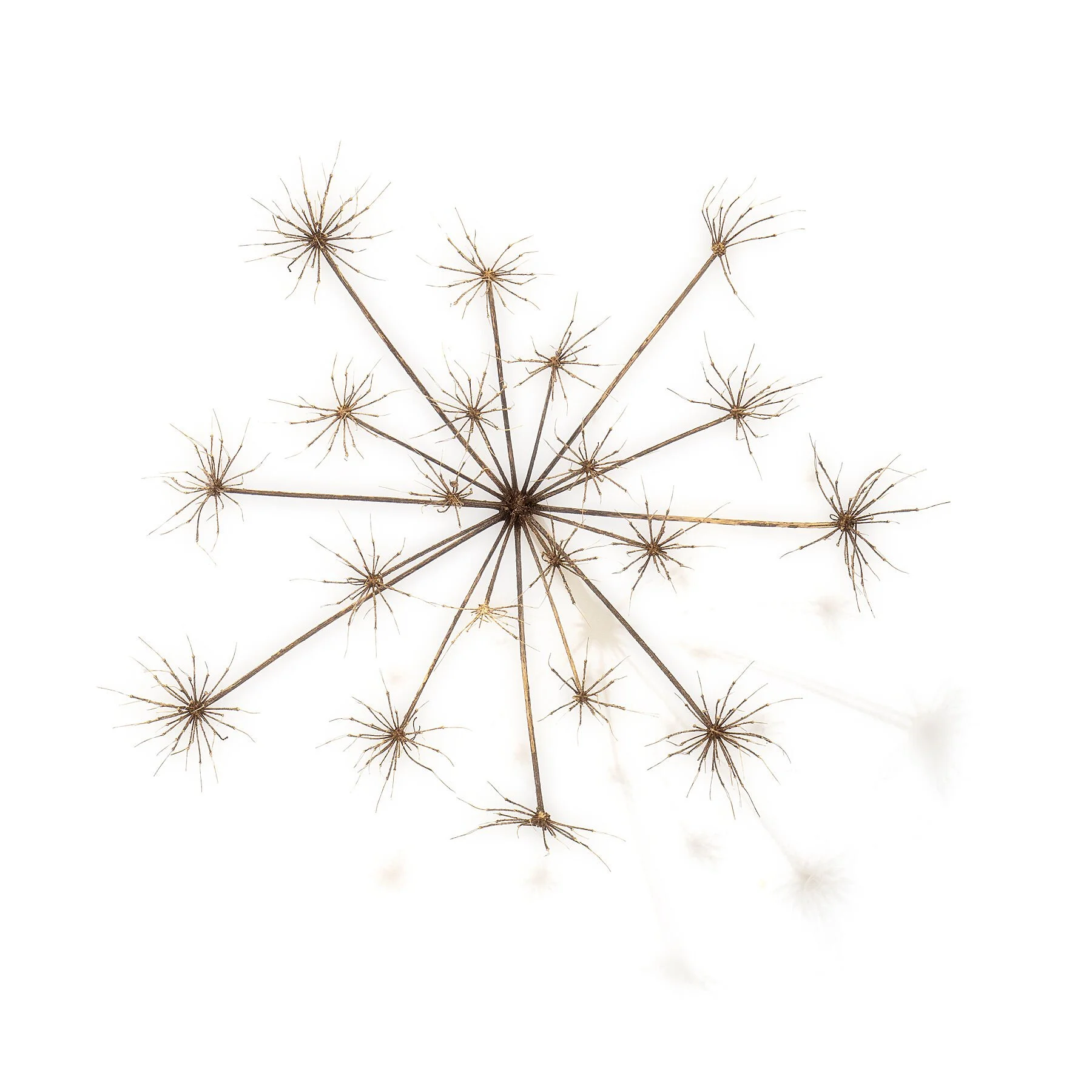Seed Head V