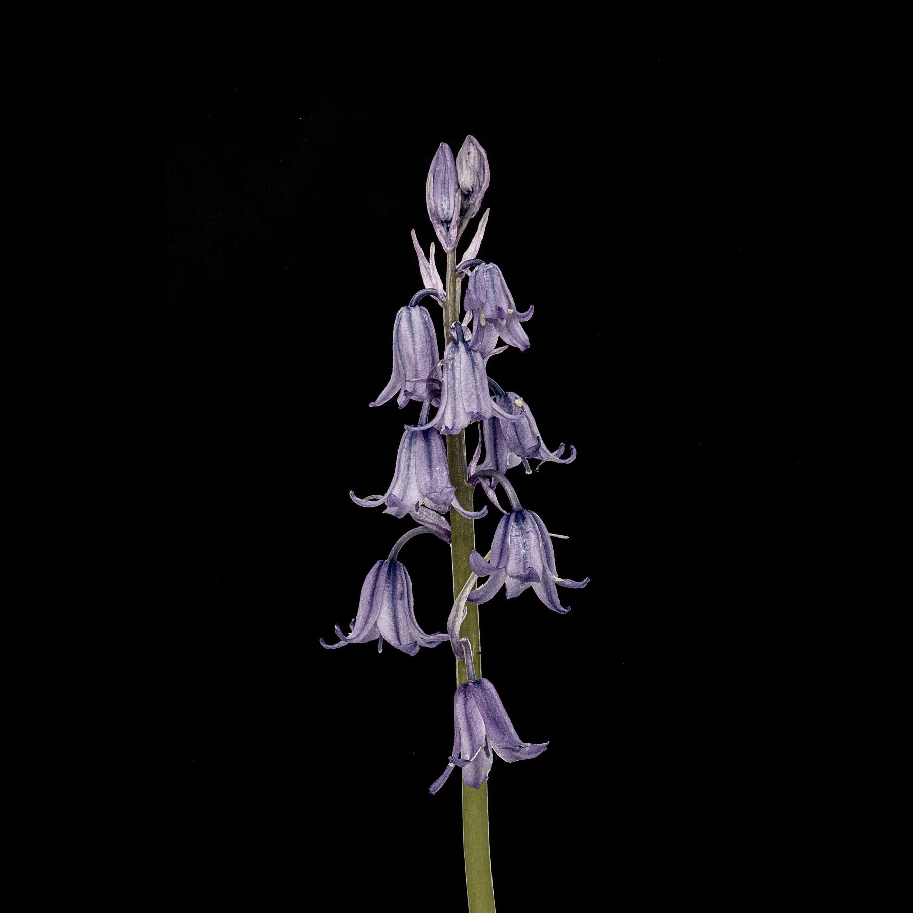 Single Bluebell