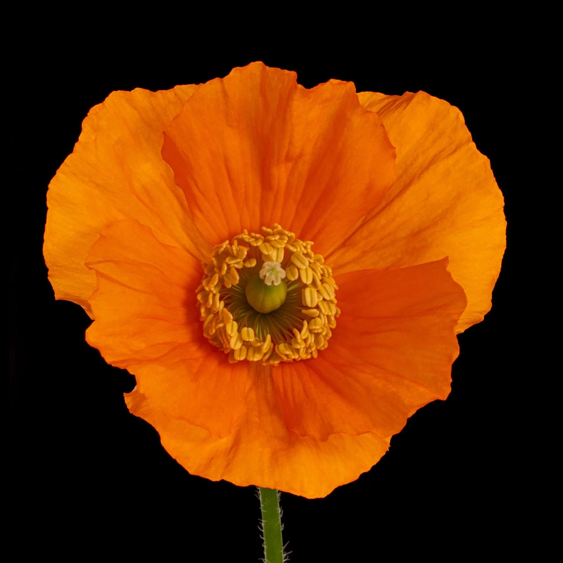 Orange Poppy on Black