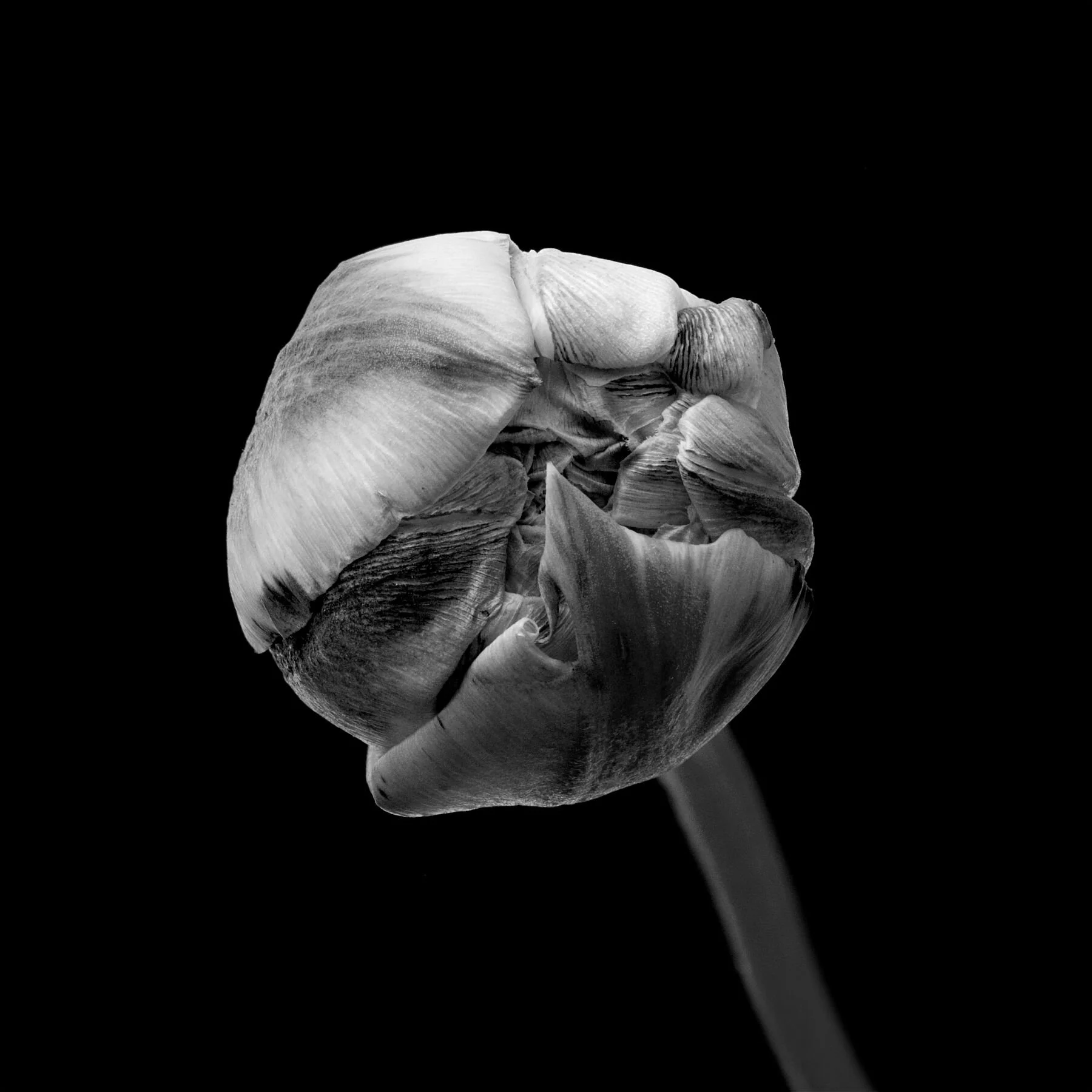 Tulip Bud on Black Monochrome