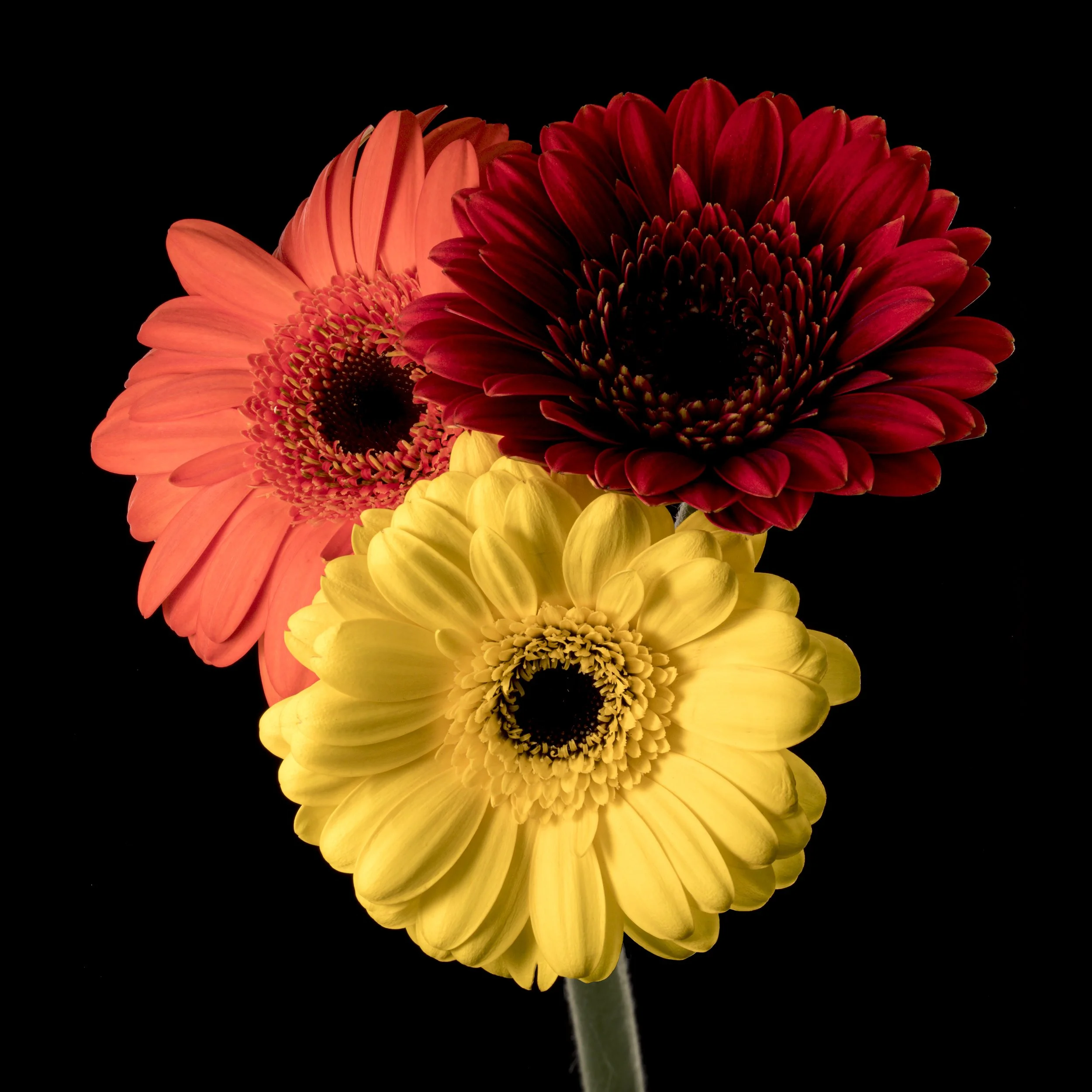 Tri Colour Gerbera on Black