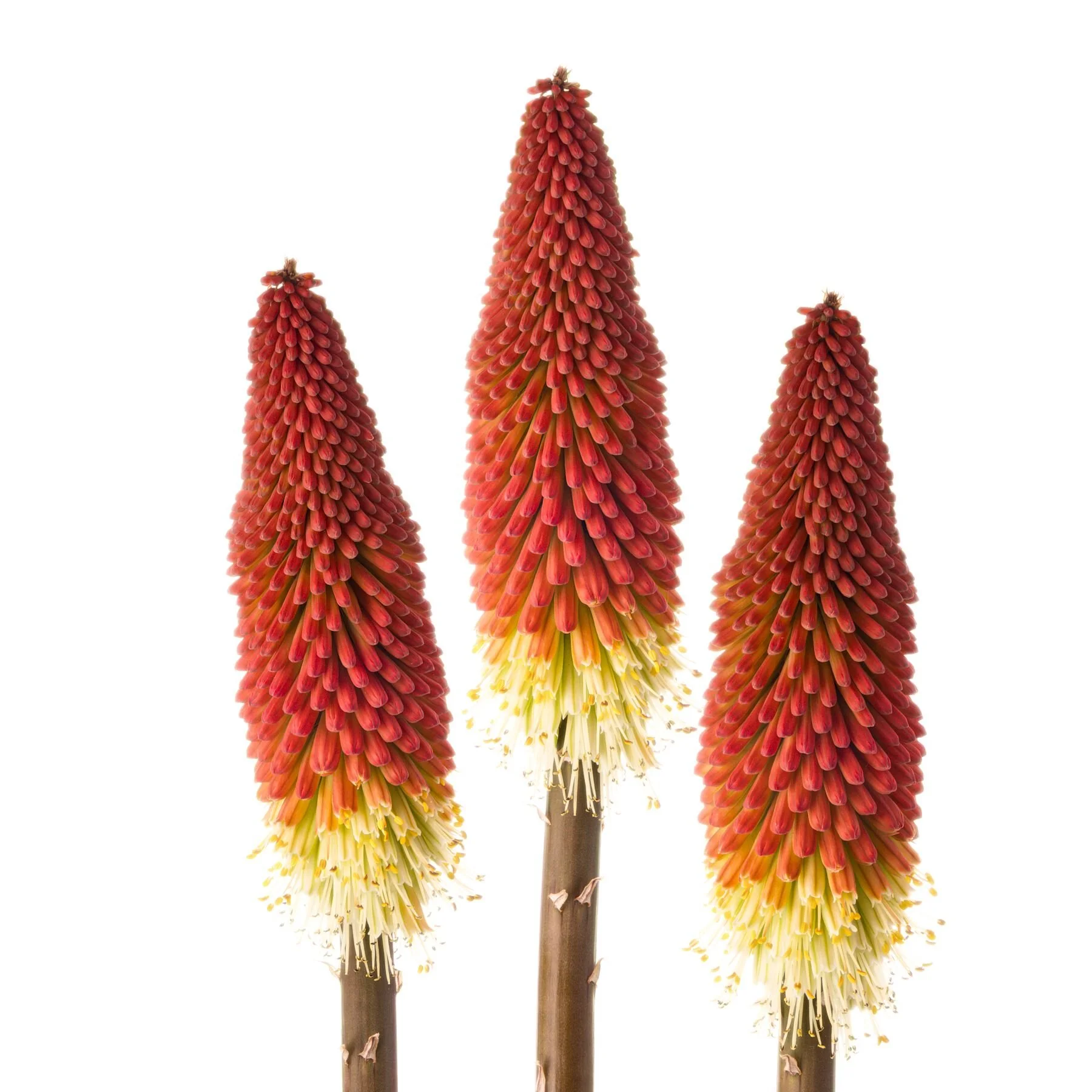 Trio of pokers on white