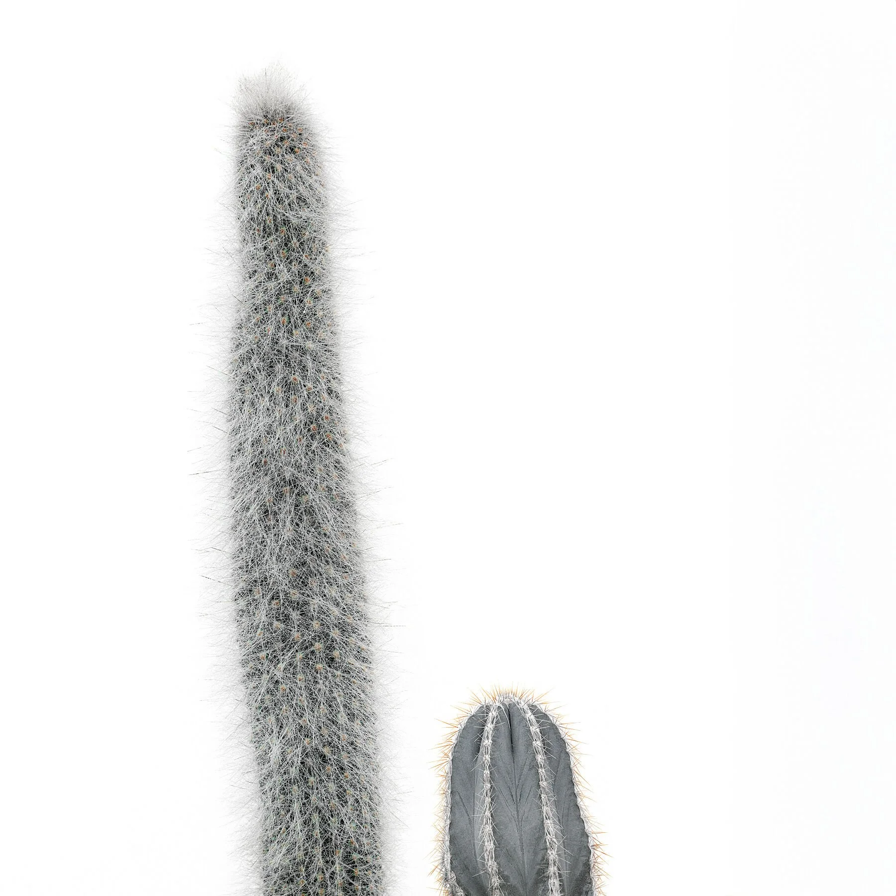 Two Cacti