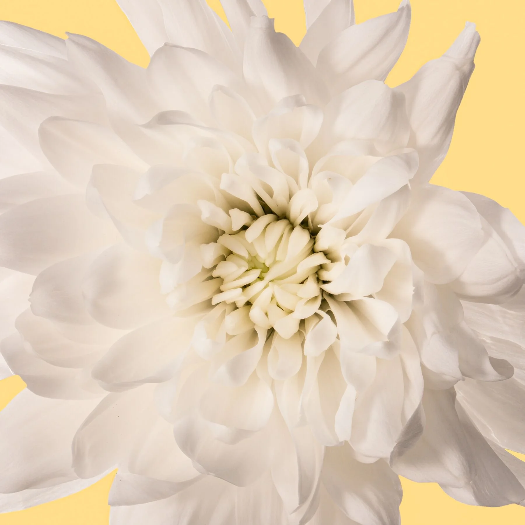 White Chrysanthemum on Cream