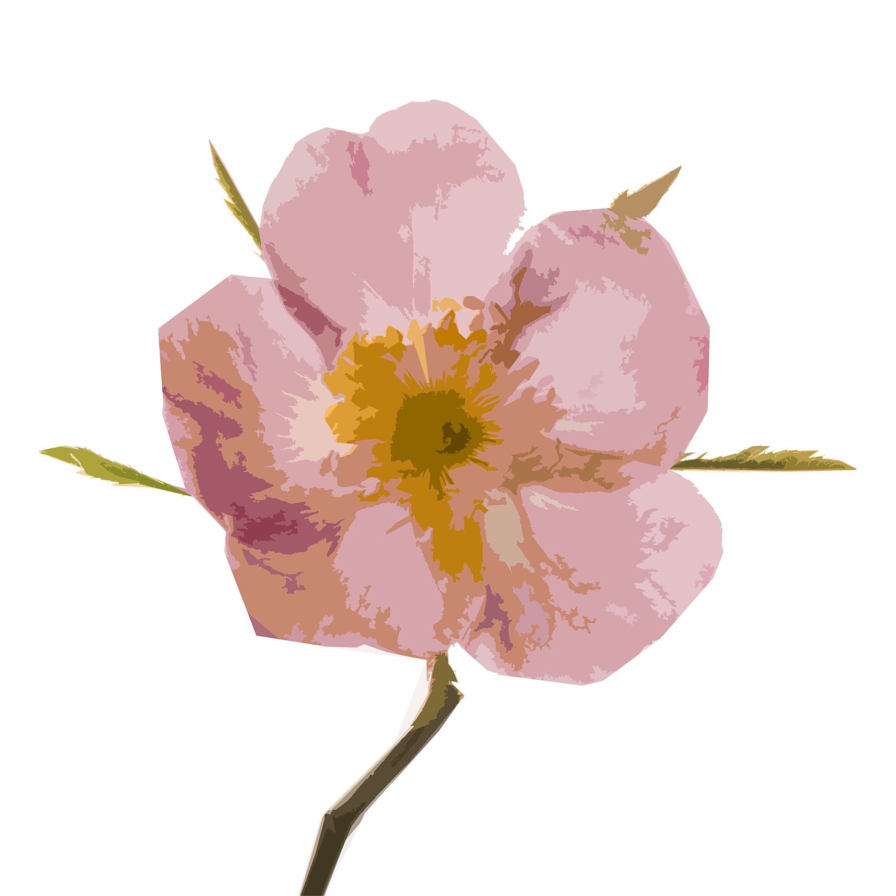 Wild Rose Graphic