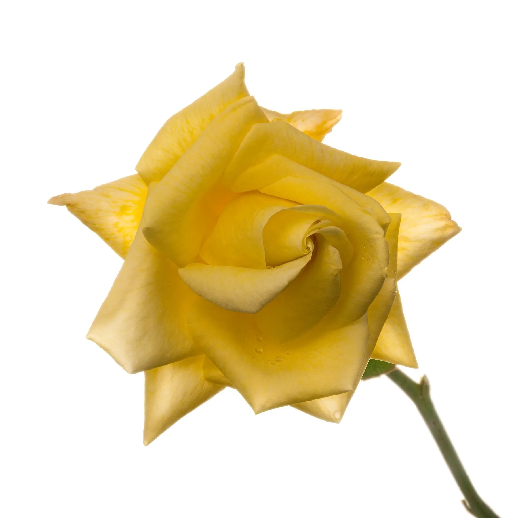 Yellow Rose 2