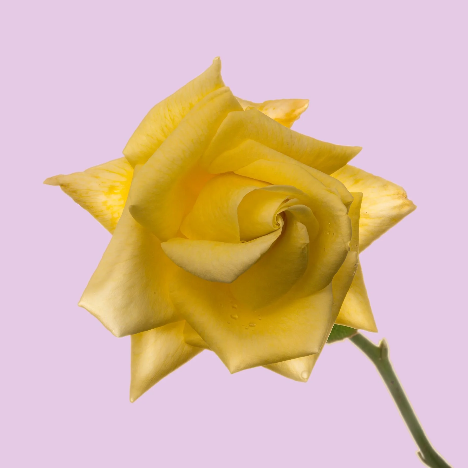 Yellow Rose with Lilac Background
