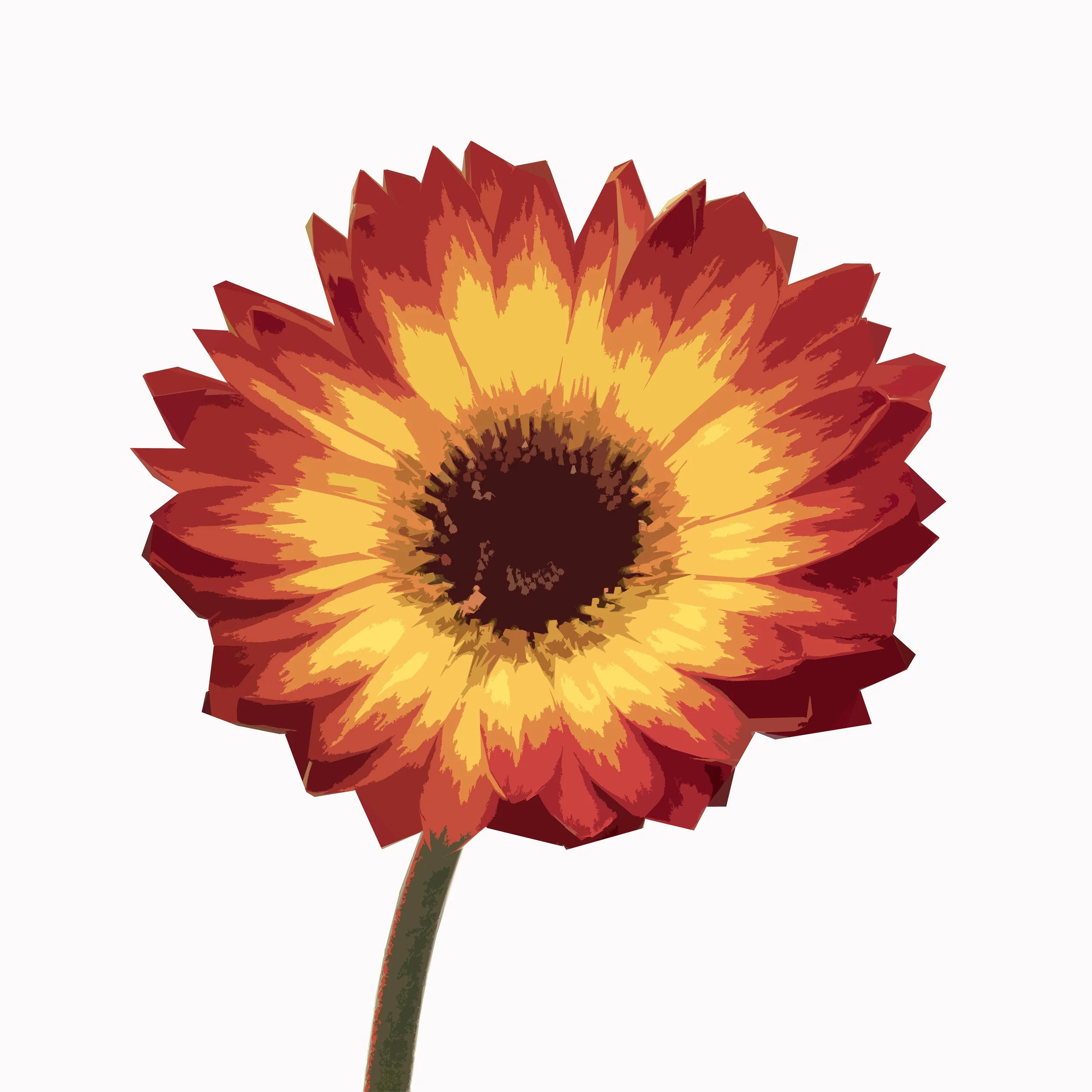 Gerbera 1