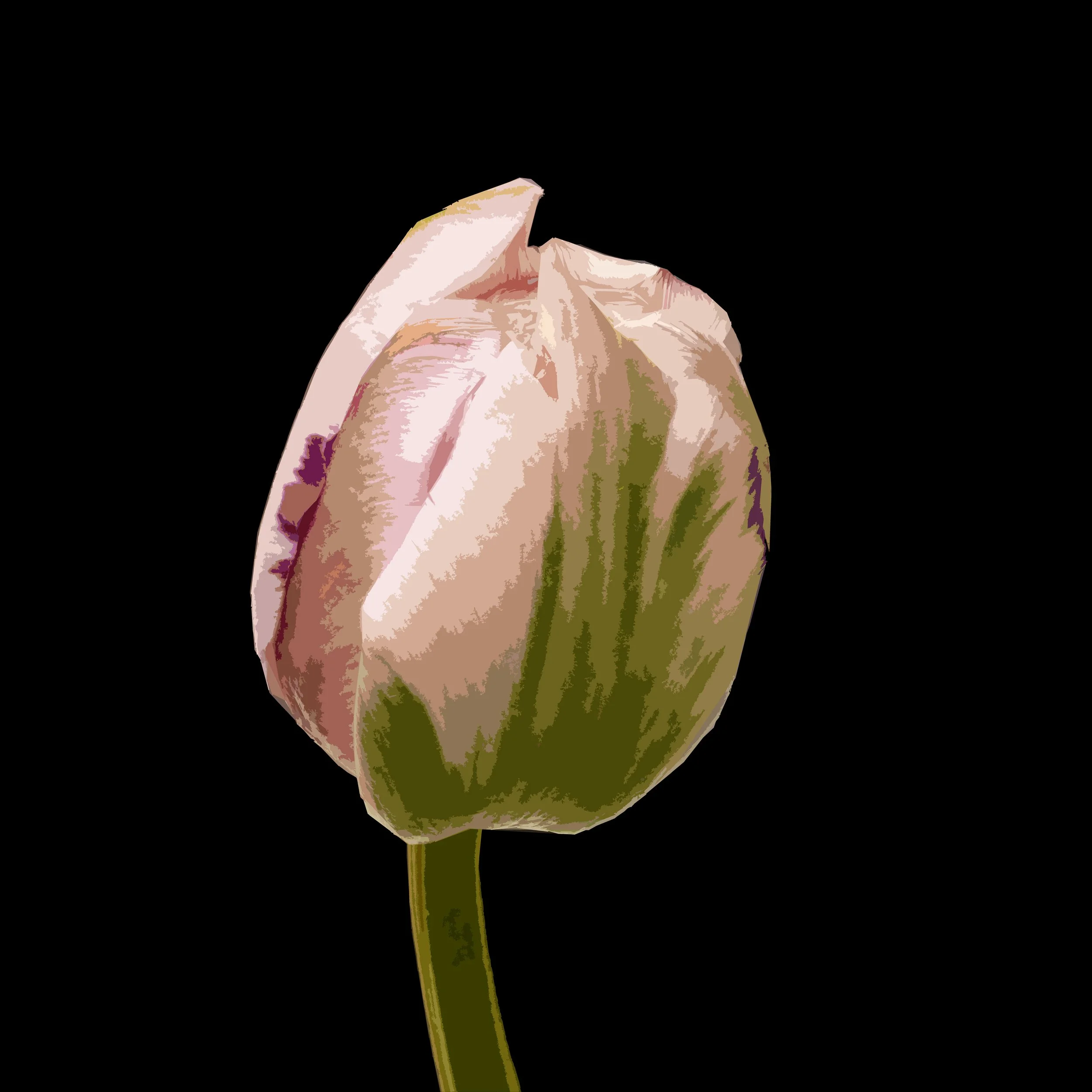 Tulip Bud 1