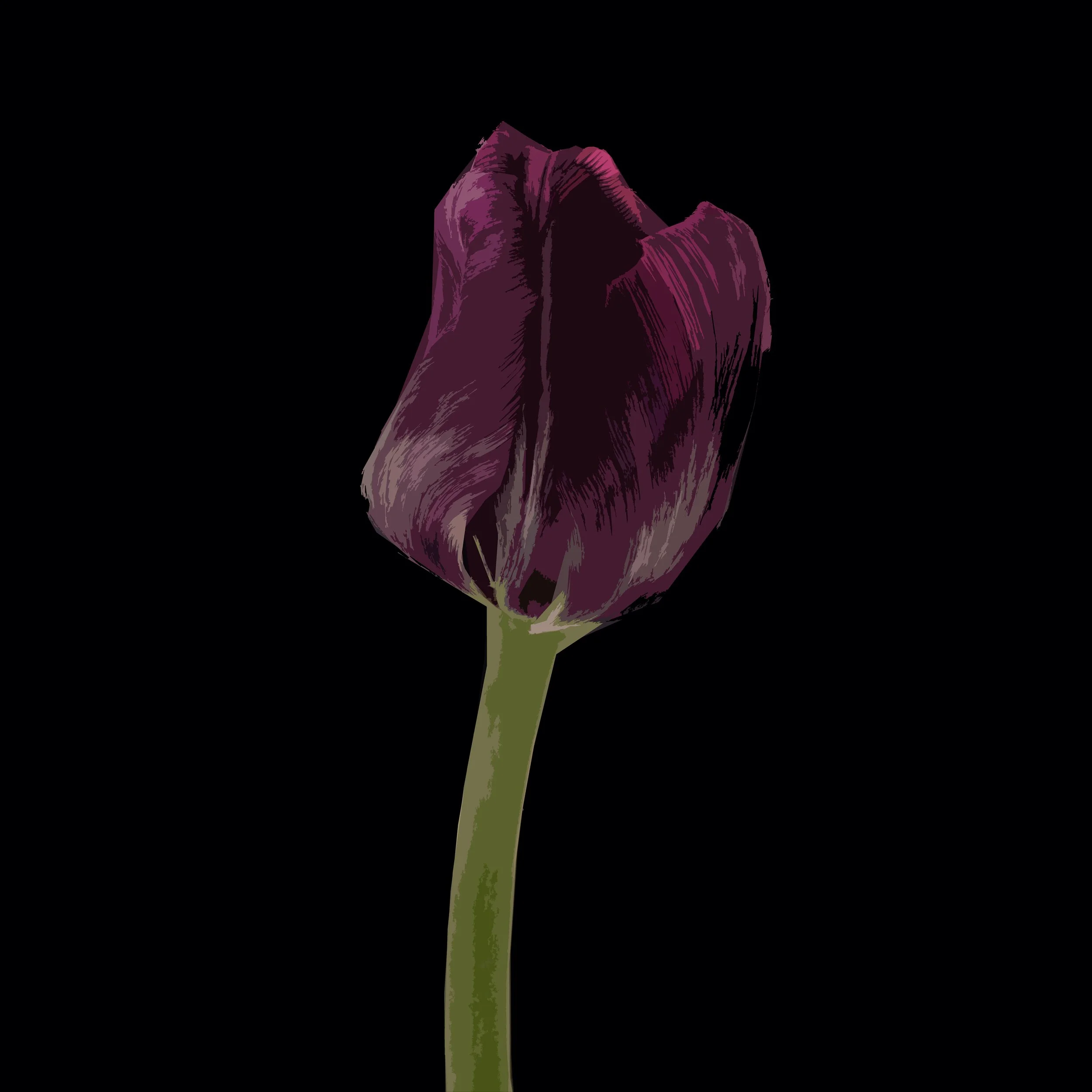 Ruby Tulip