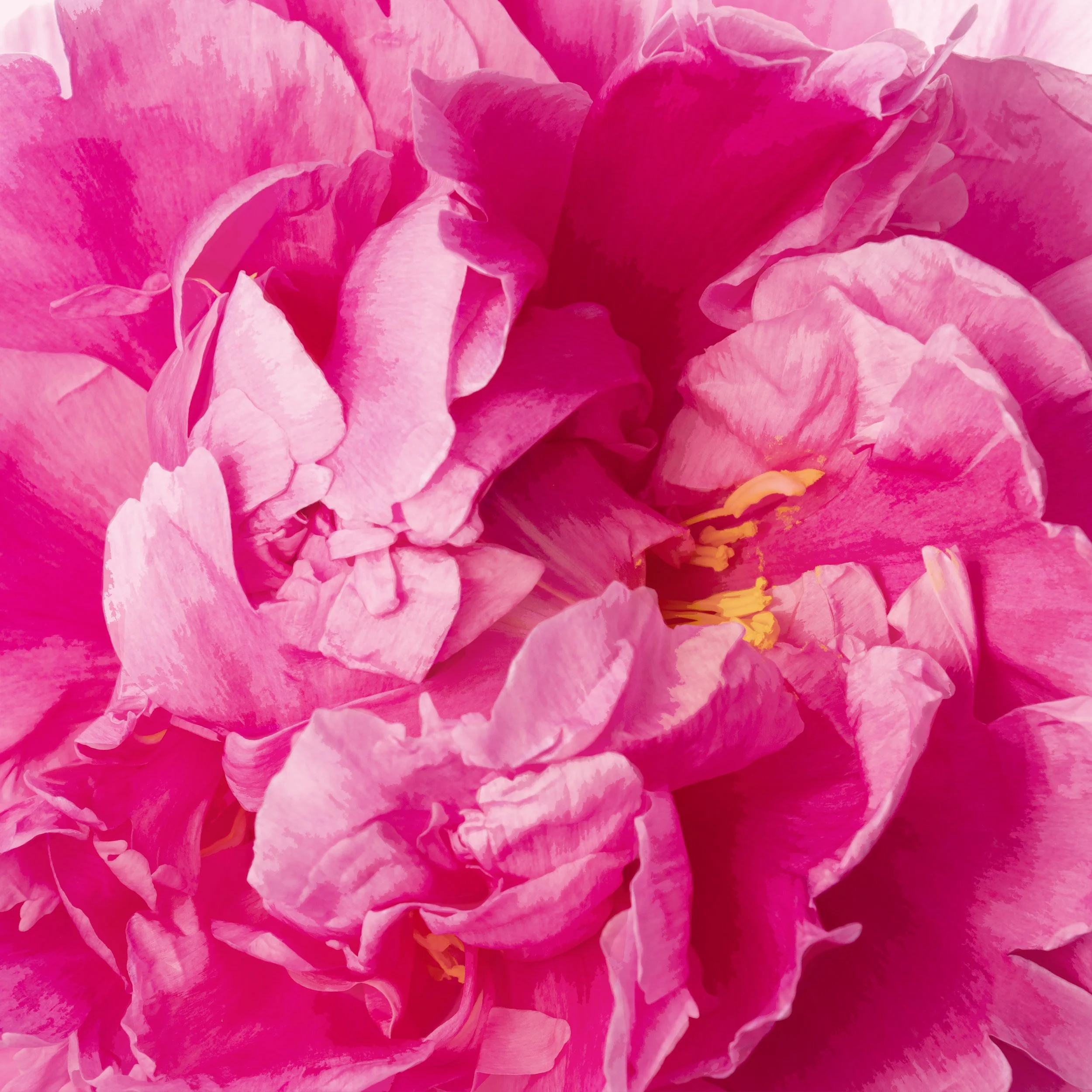 Peony 2