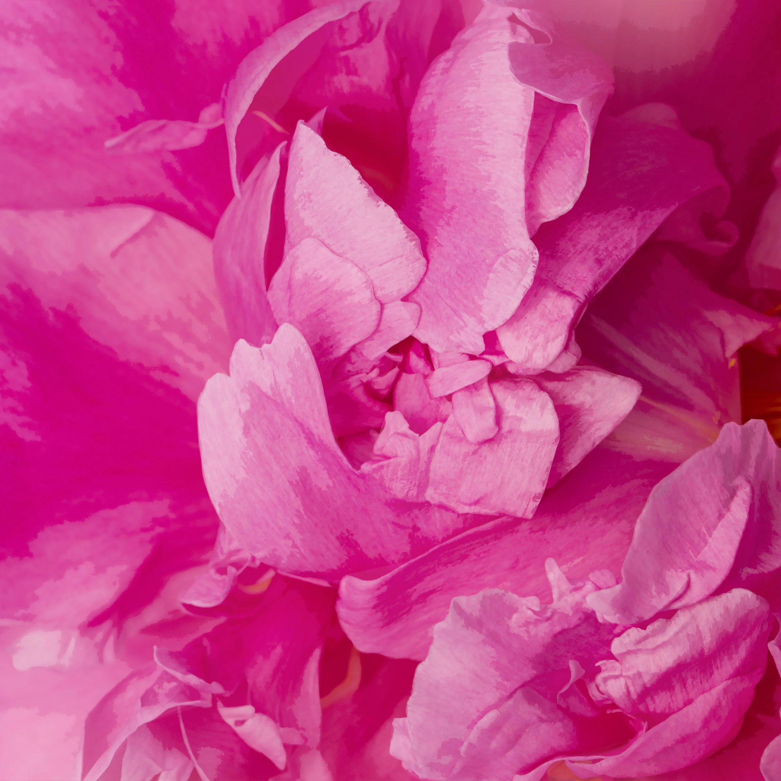 Peony 1