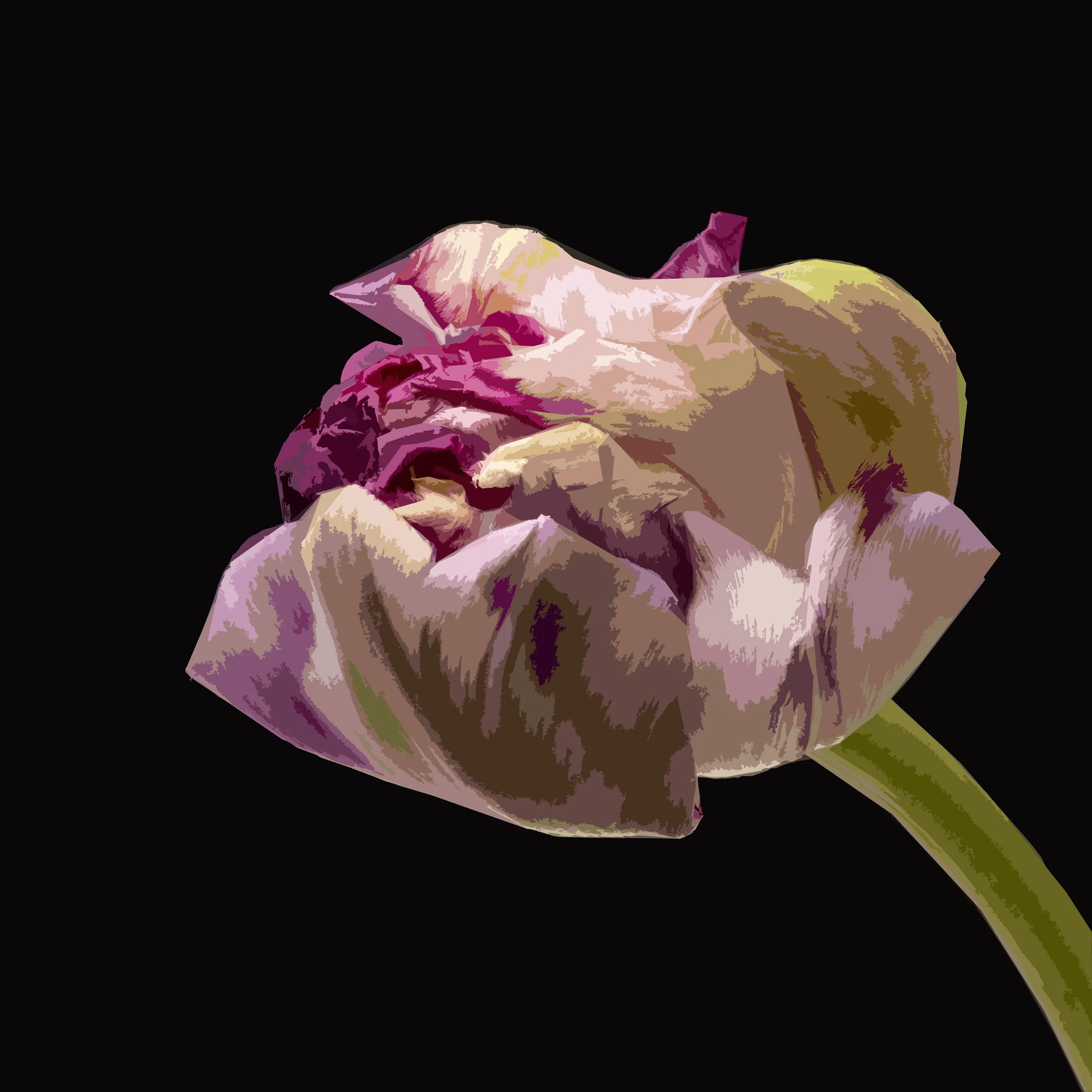Tulip Bud