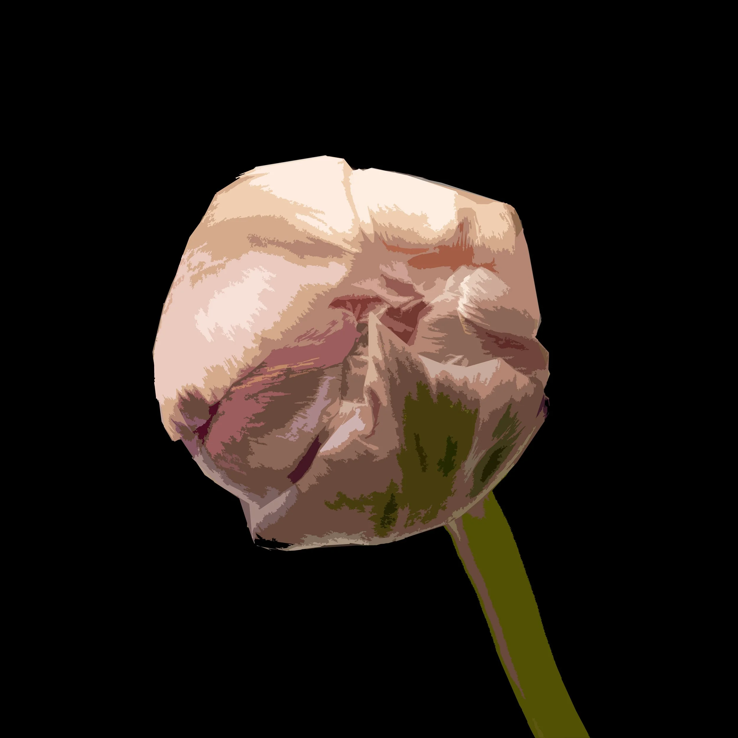 Top Of Tulip Bud on Black.jpg