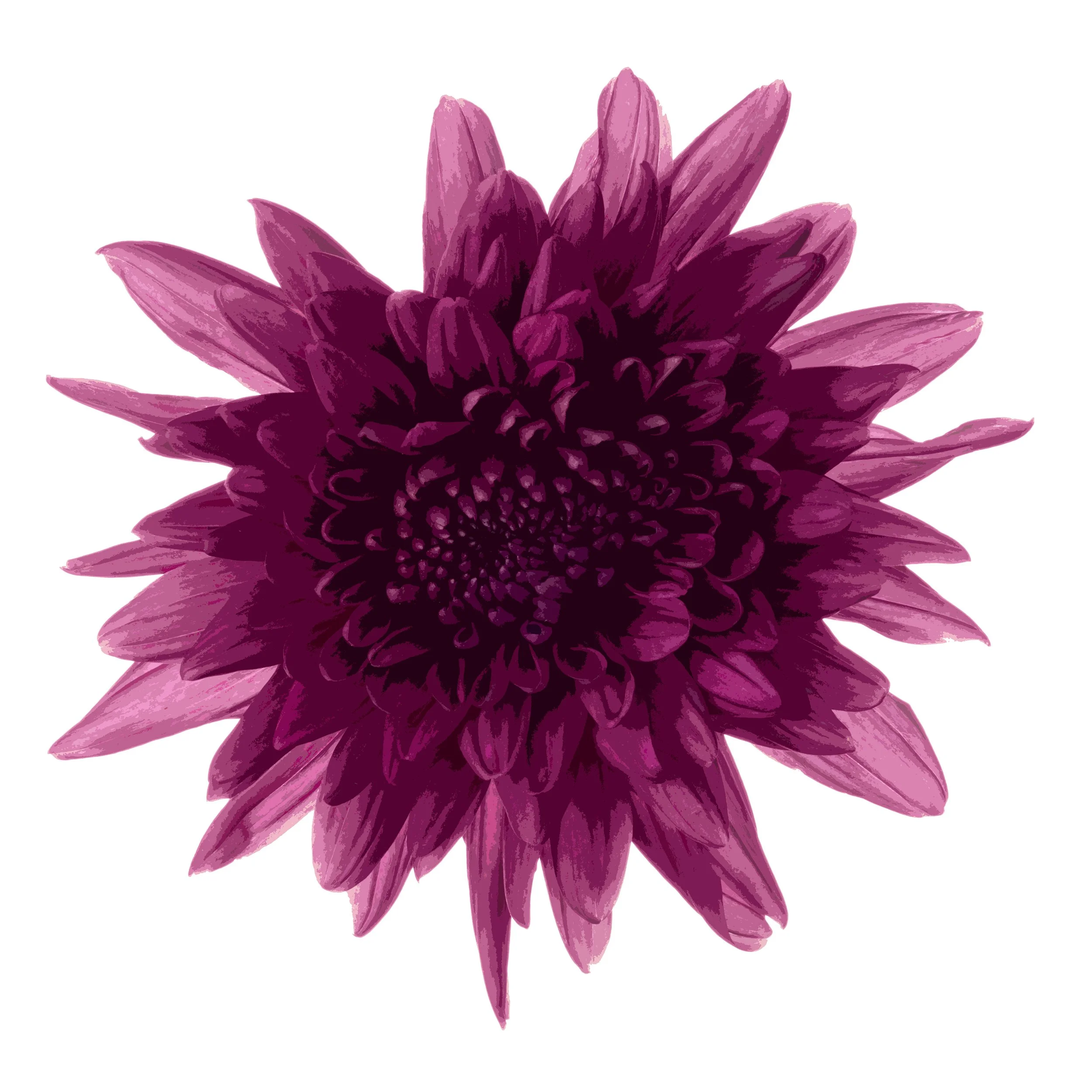 Purple Chrysanthemum on White