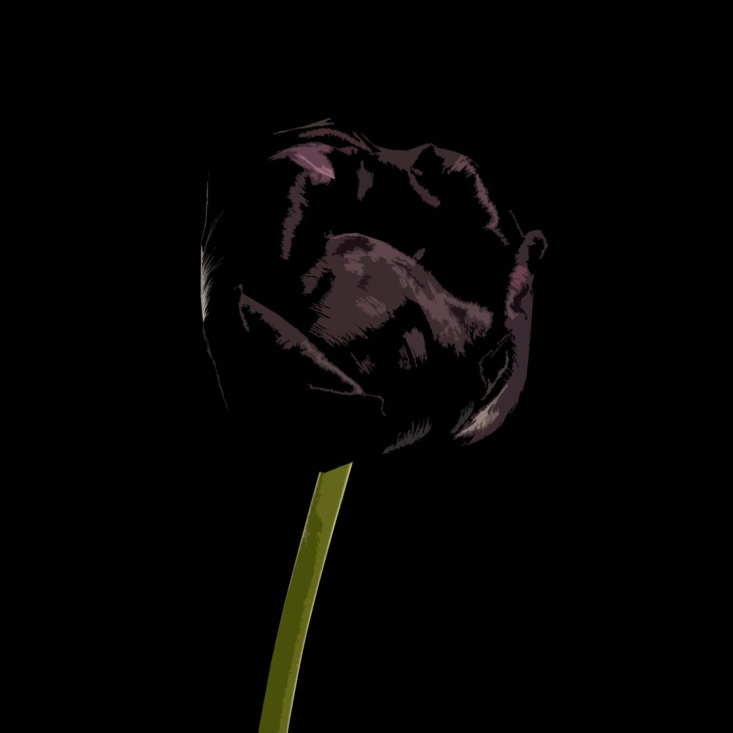 Tulip 3