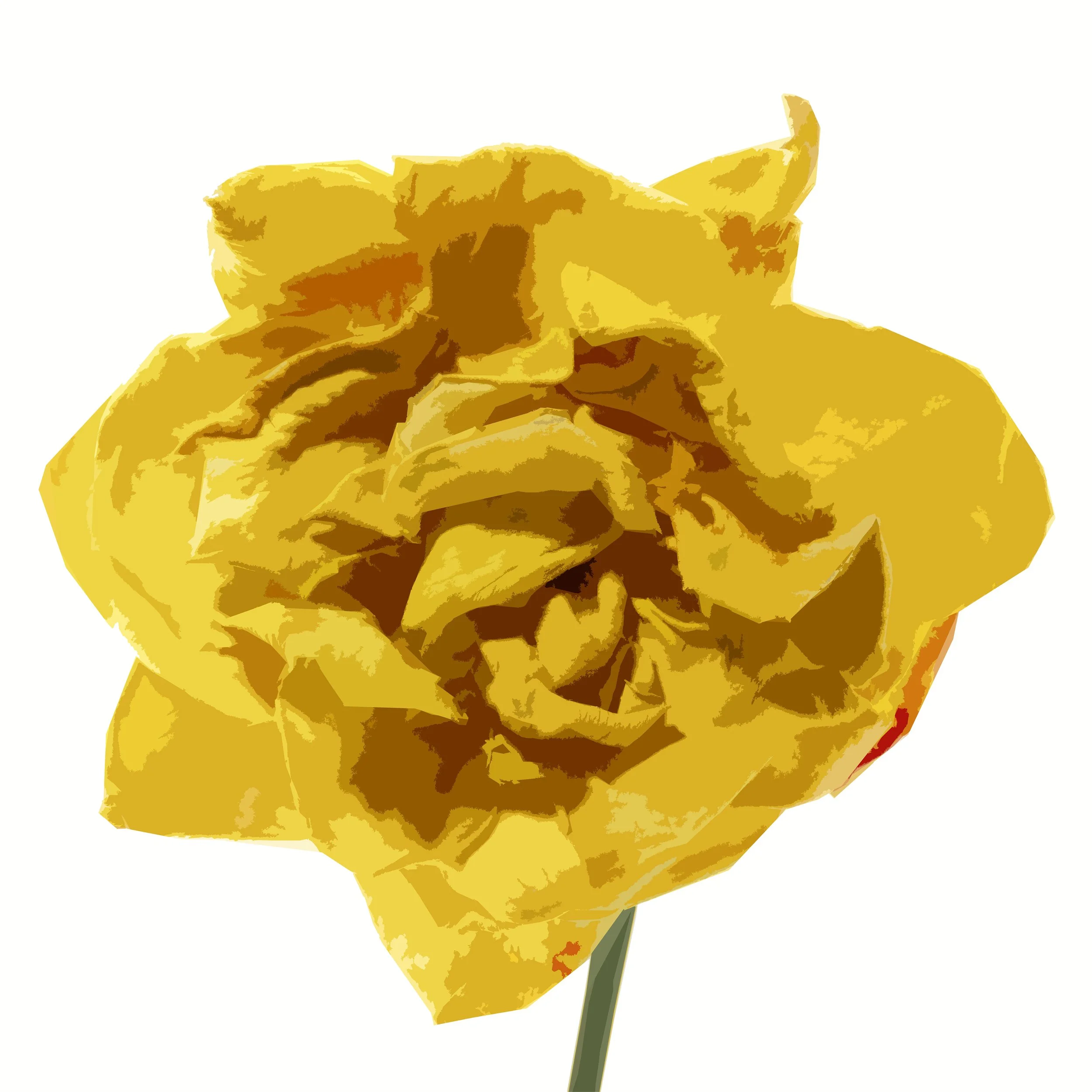 Dried Yellow Rose on White