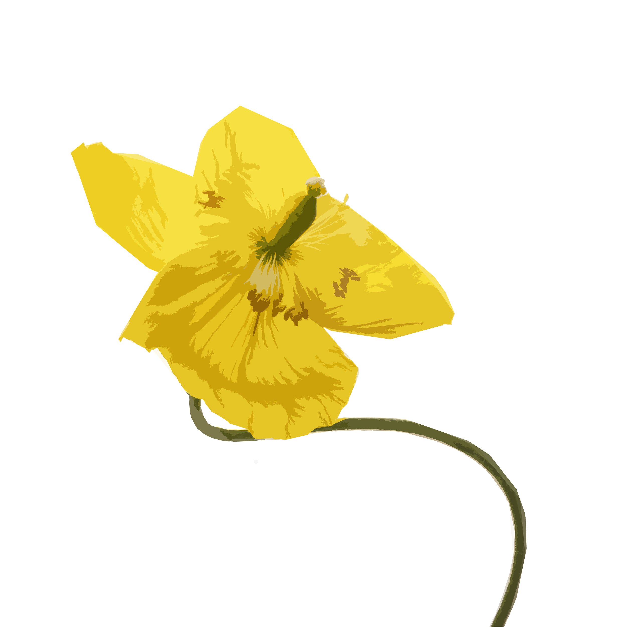 Poppy 1