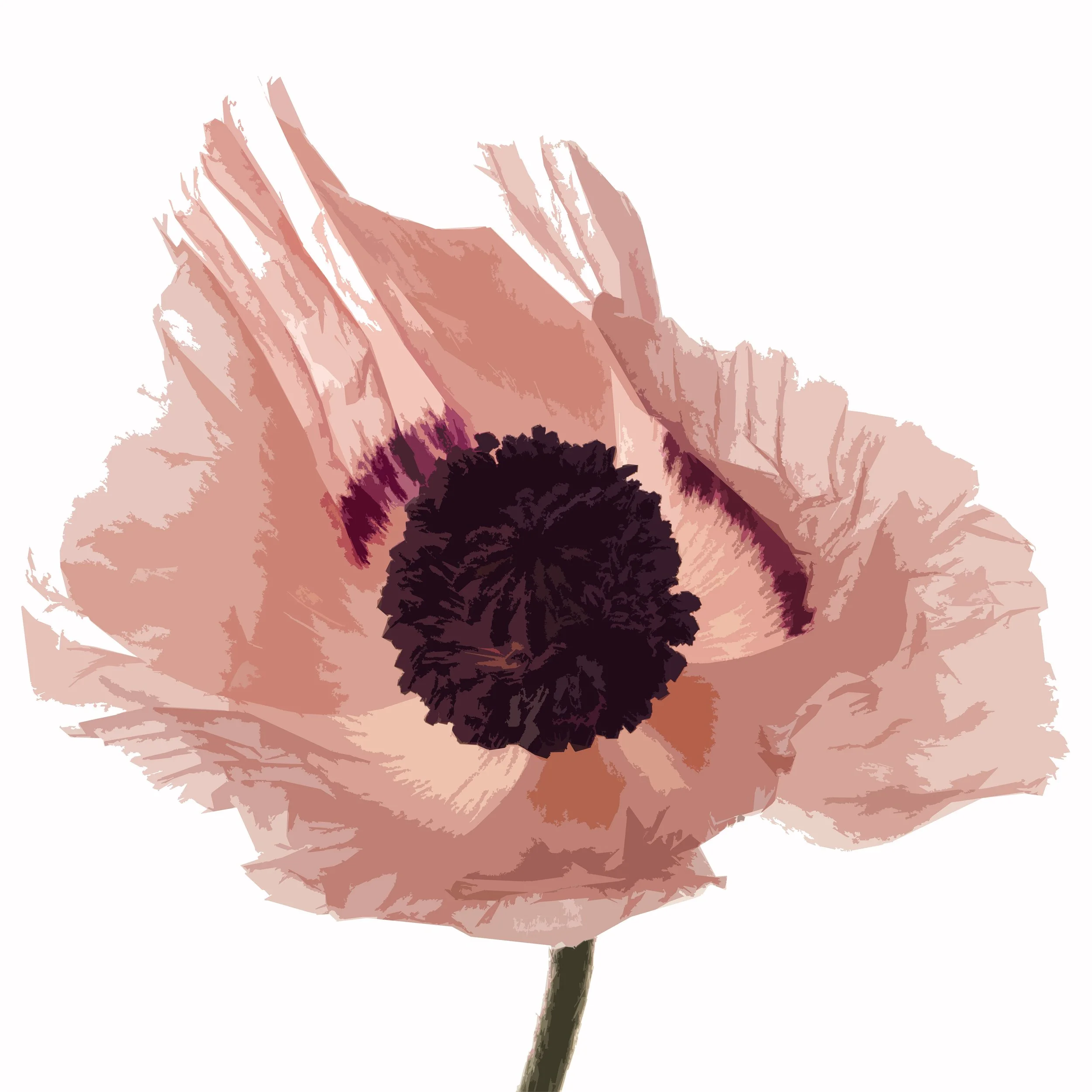 Pink Poppy Close Up