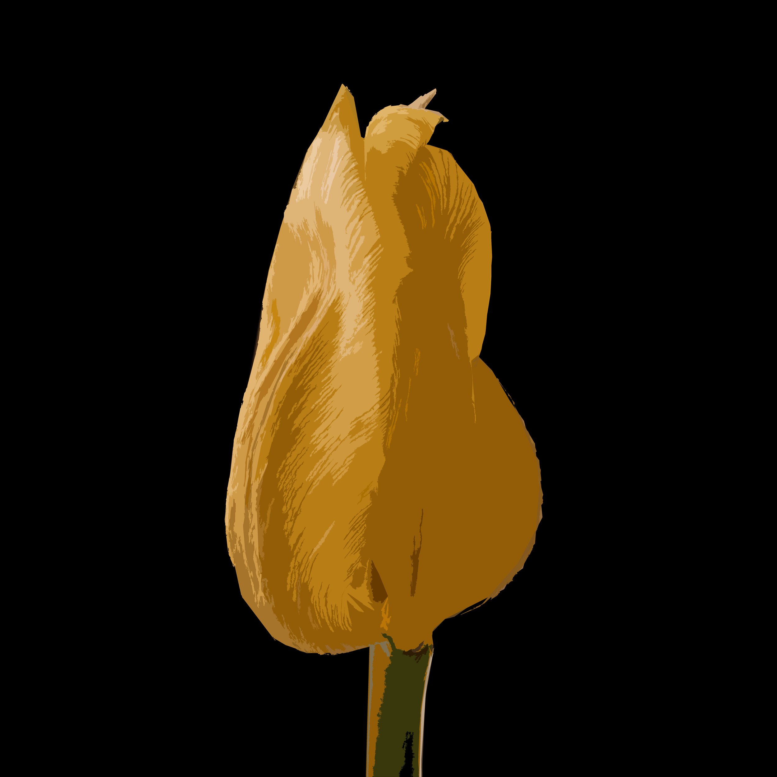 Orange Tulip