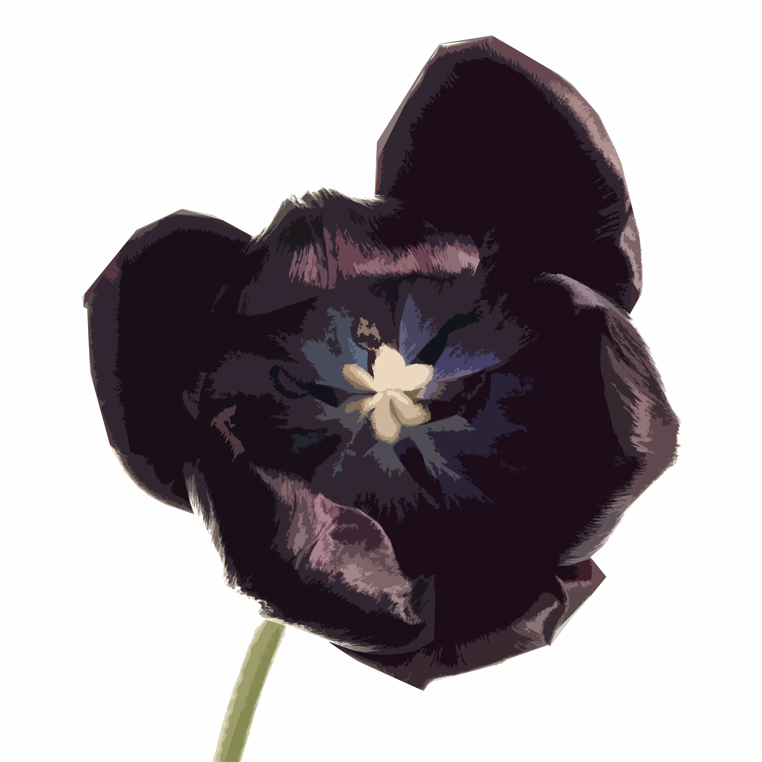Taffeta Tulip