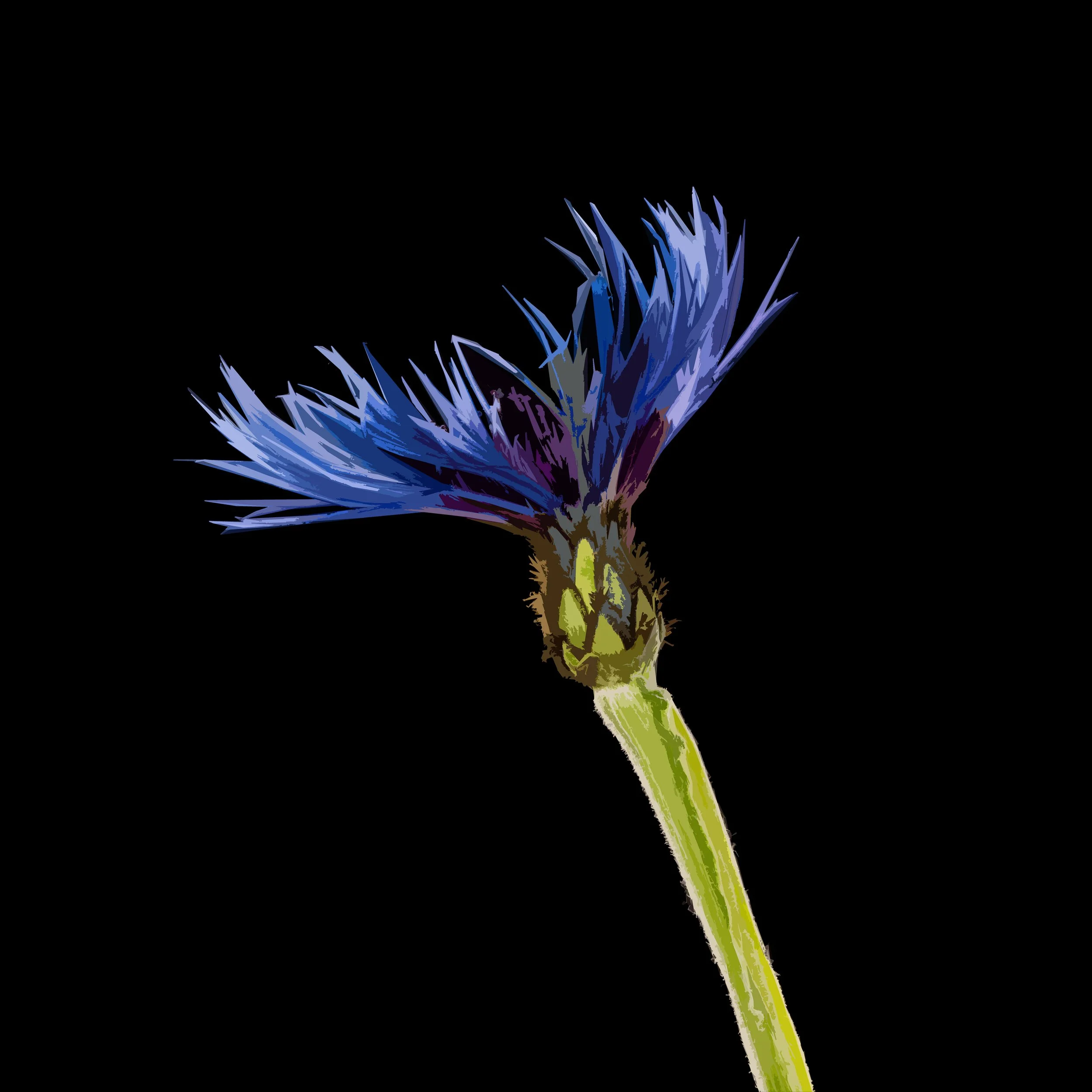Cornflower 1