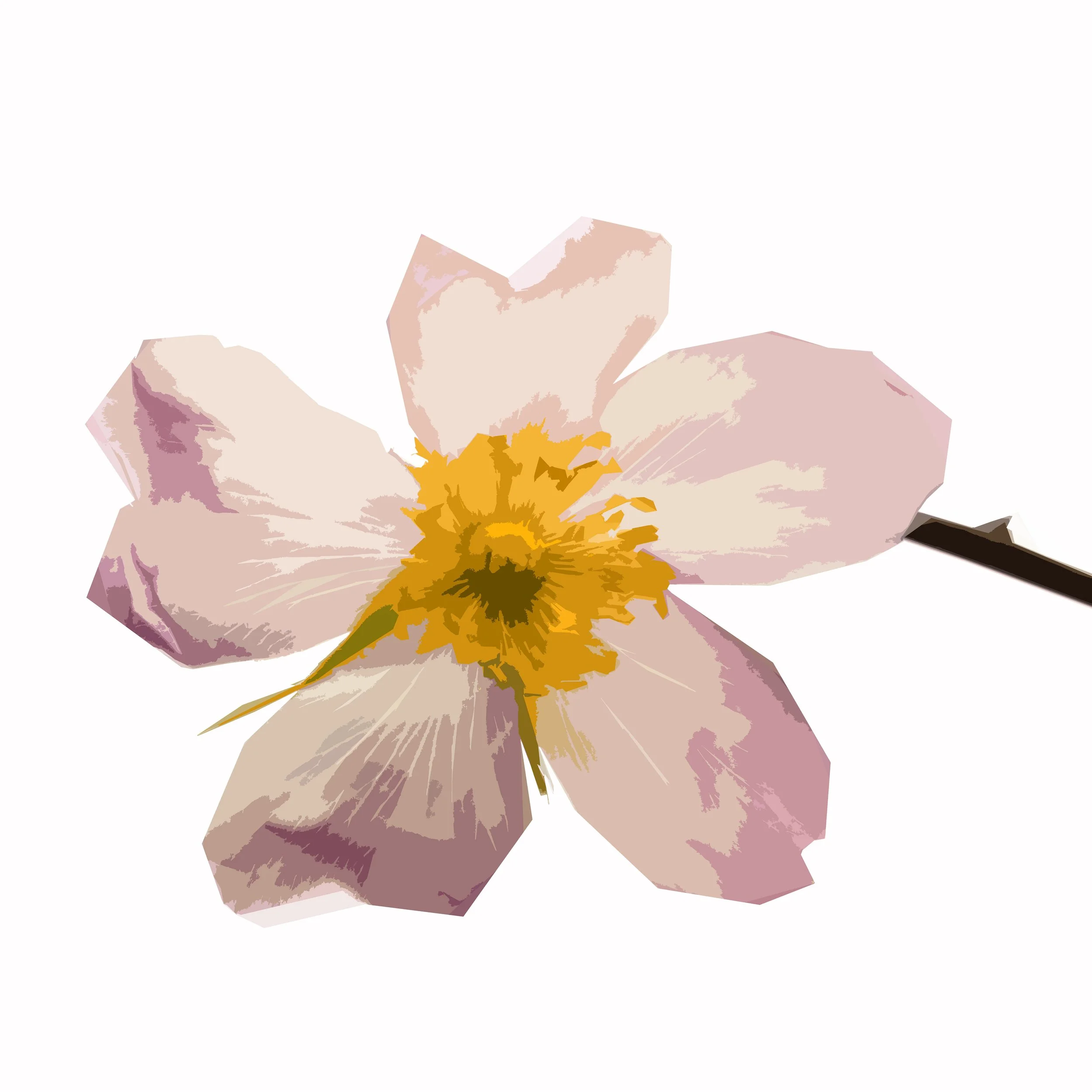 Wild Rose 3