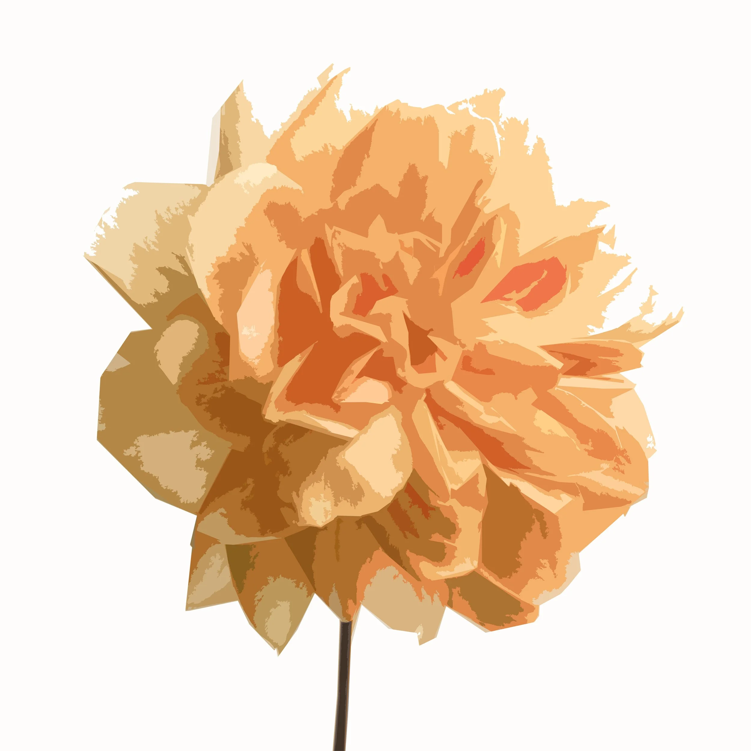 Rose 6