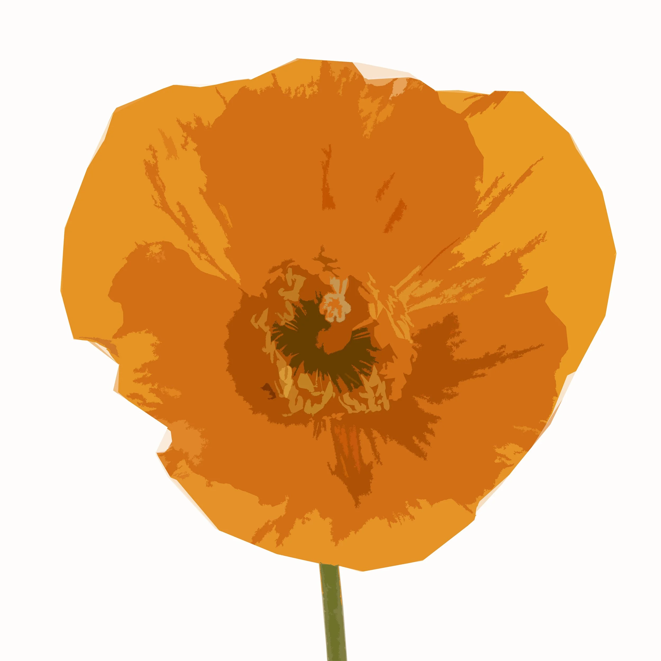 Single Orange Poppy on White