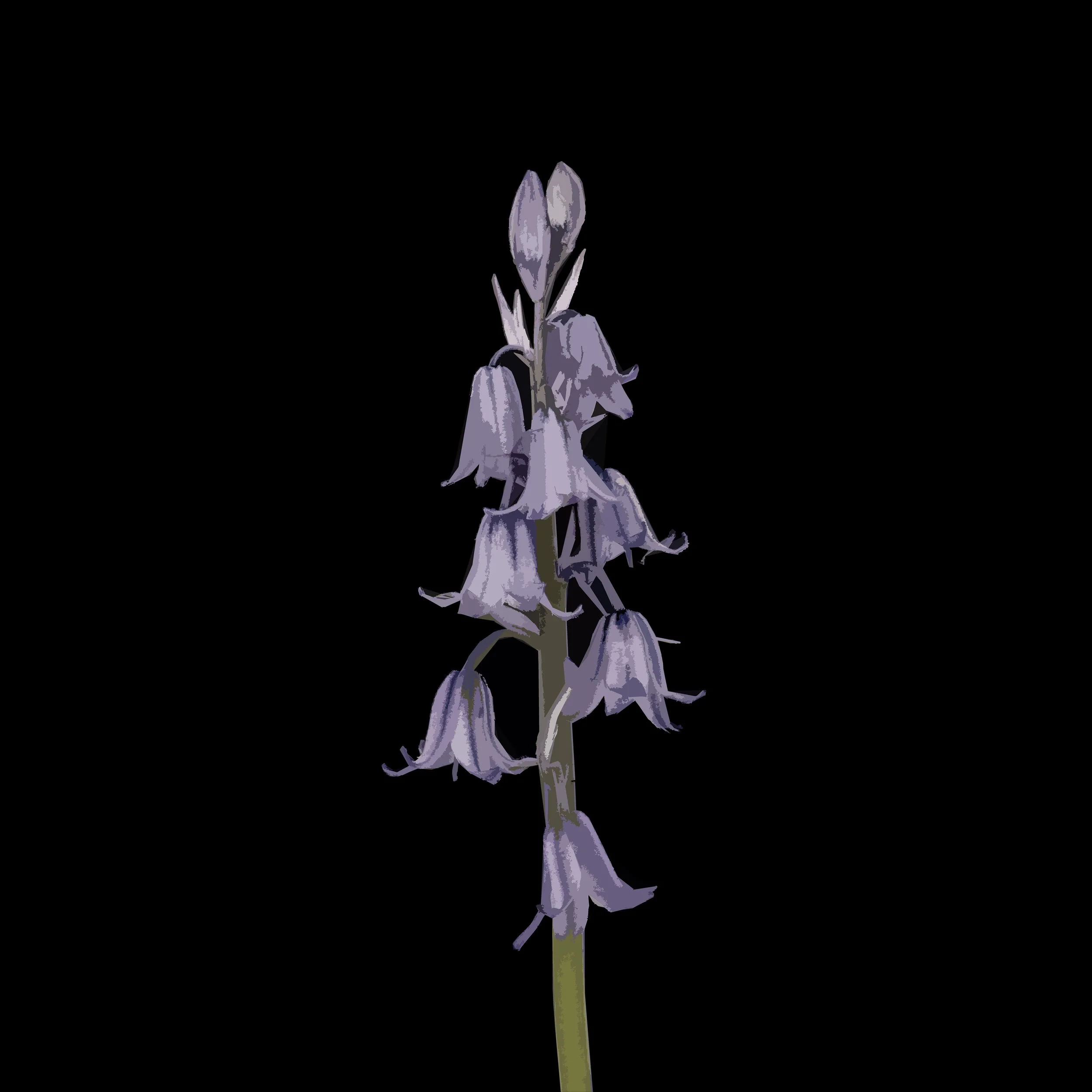 Single Bluebell.jpg