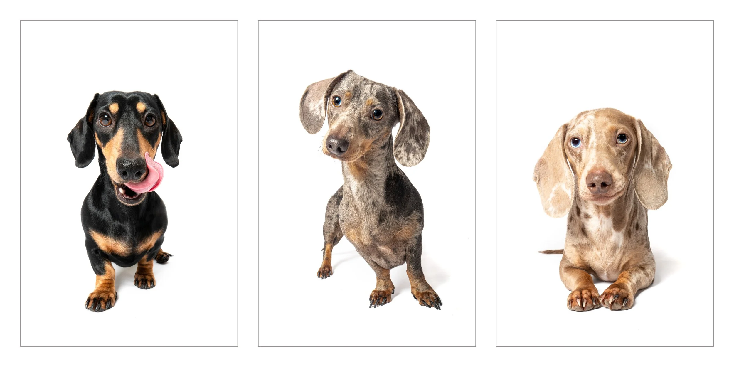 Three Doxies.jpg