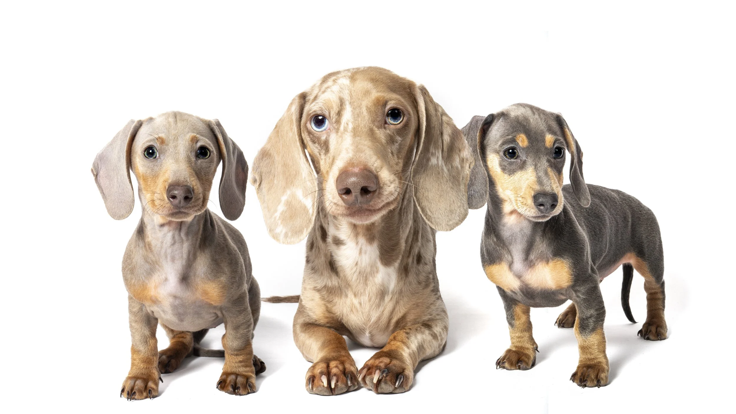 Koba Tilly and Kaci 2.jpg
