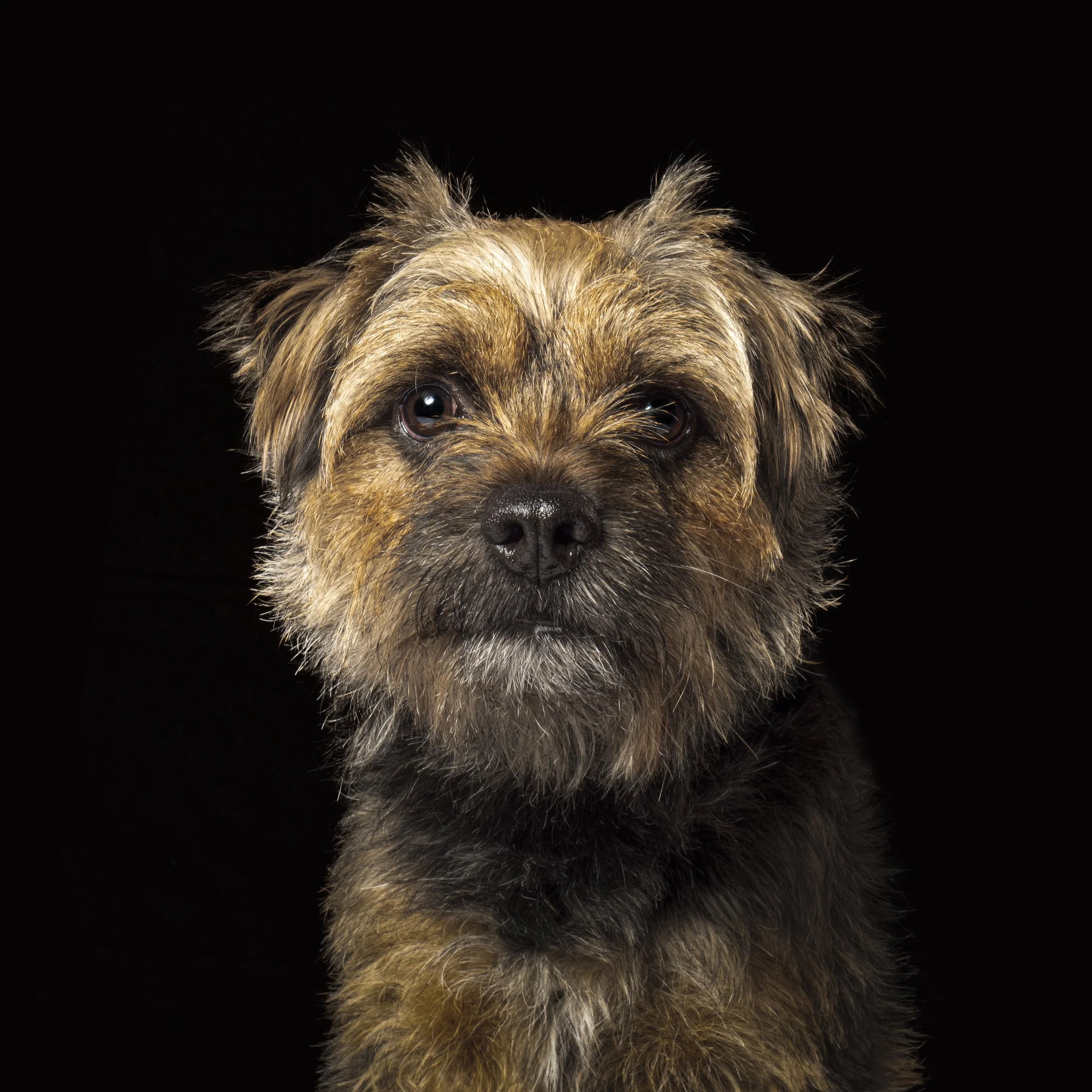 Ollie 0403.jpg