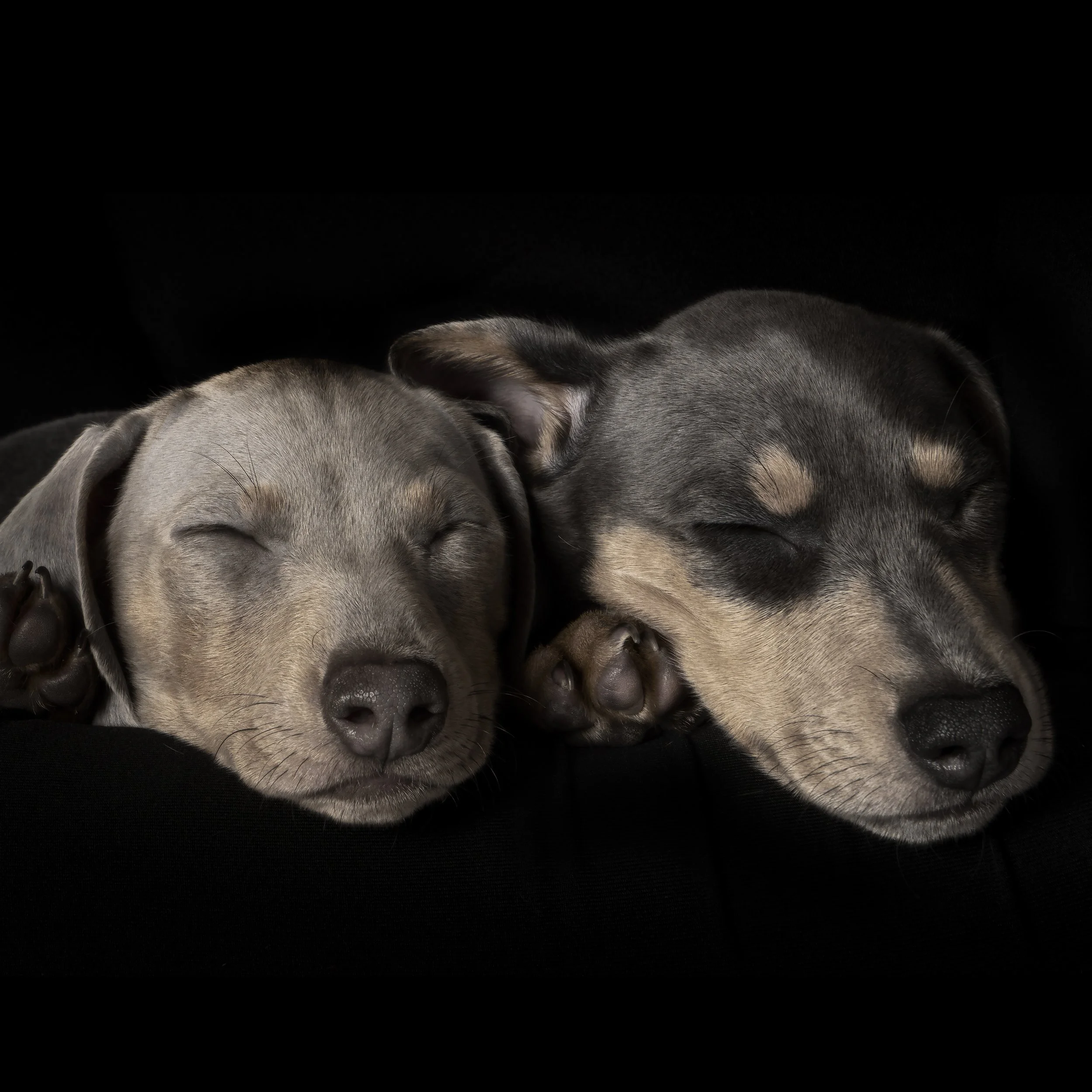 Puppy Heads 2.jpg