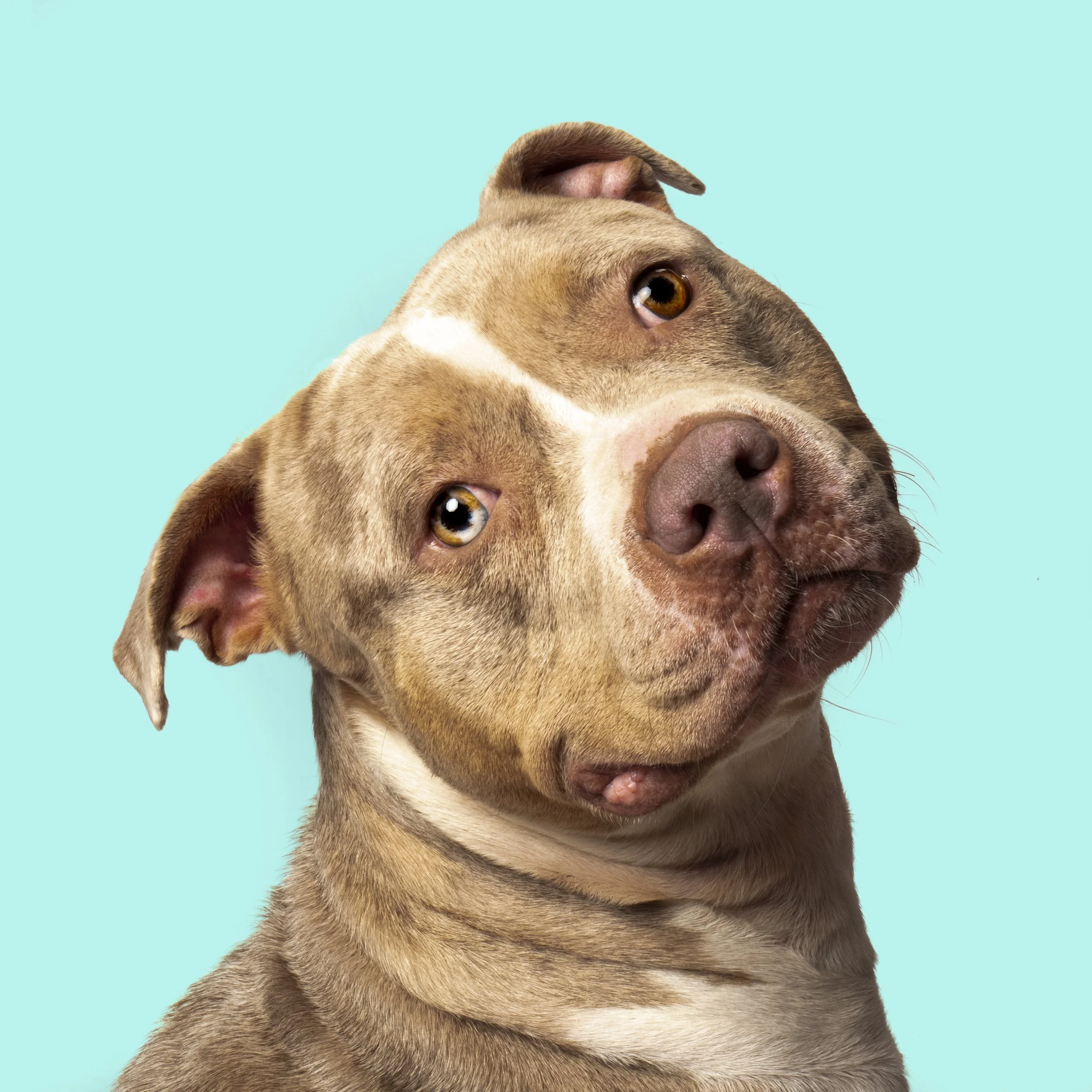 Nala 1.jpg