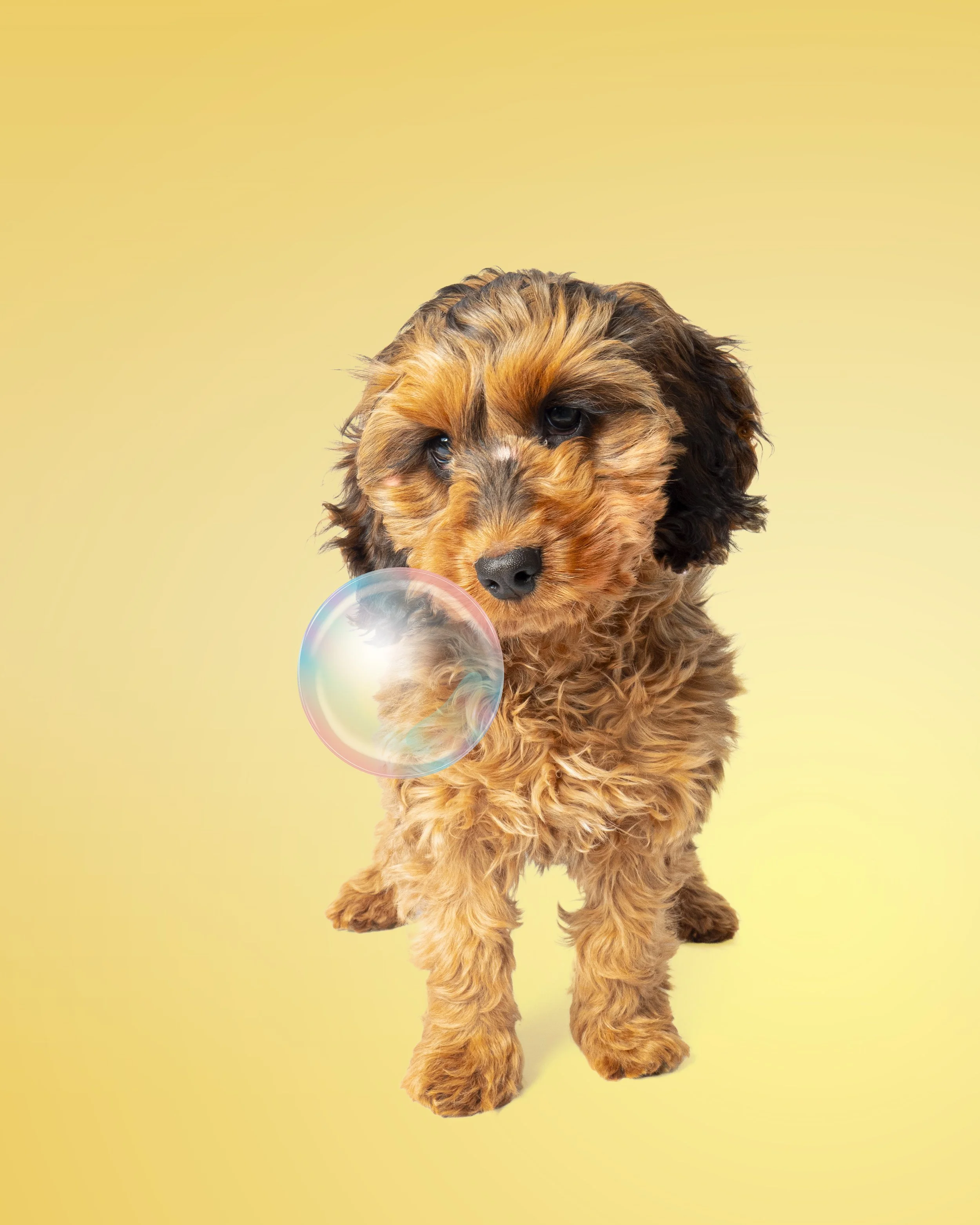 Dottie with Bubble.jpg