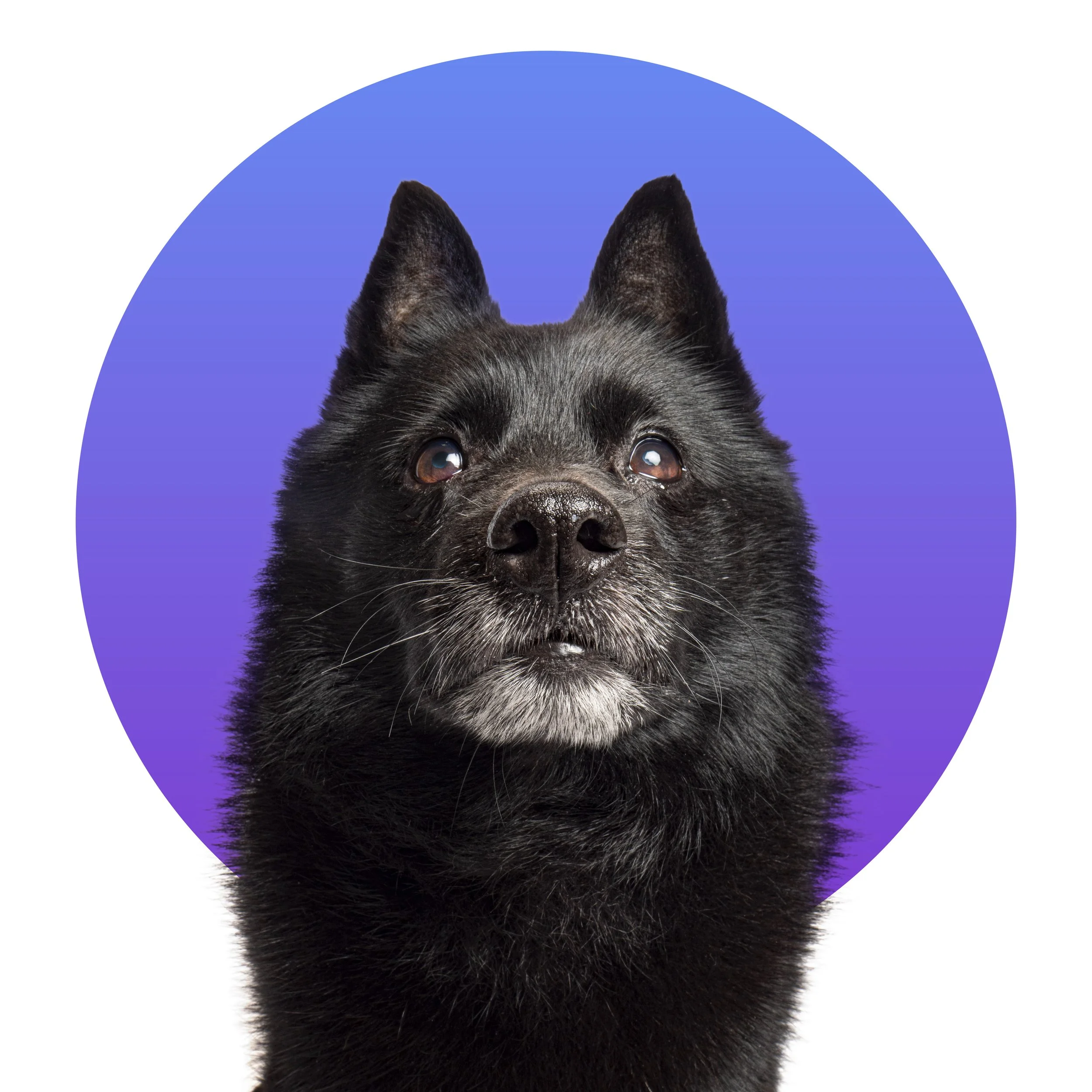 Zorro Disc.jpg