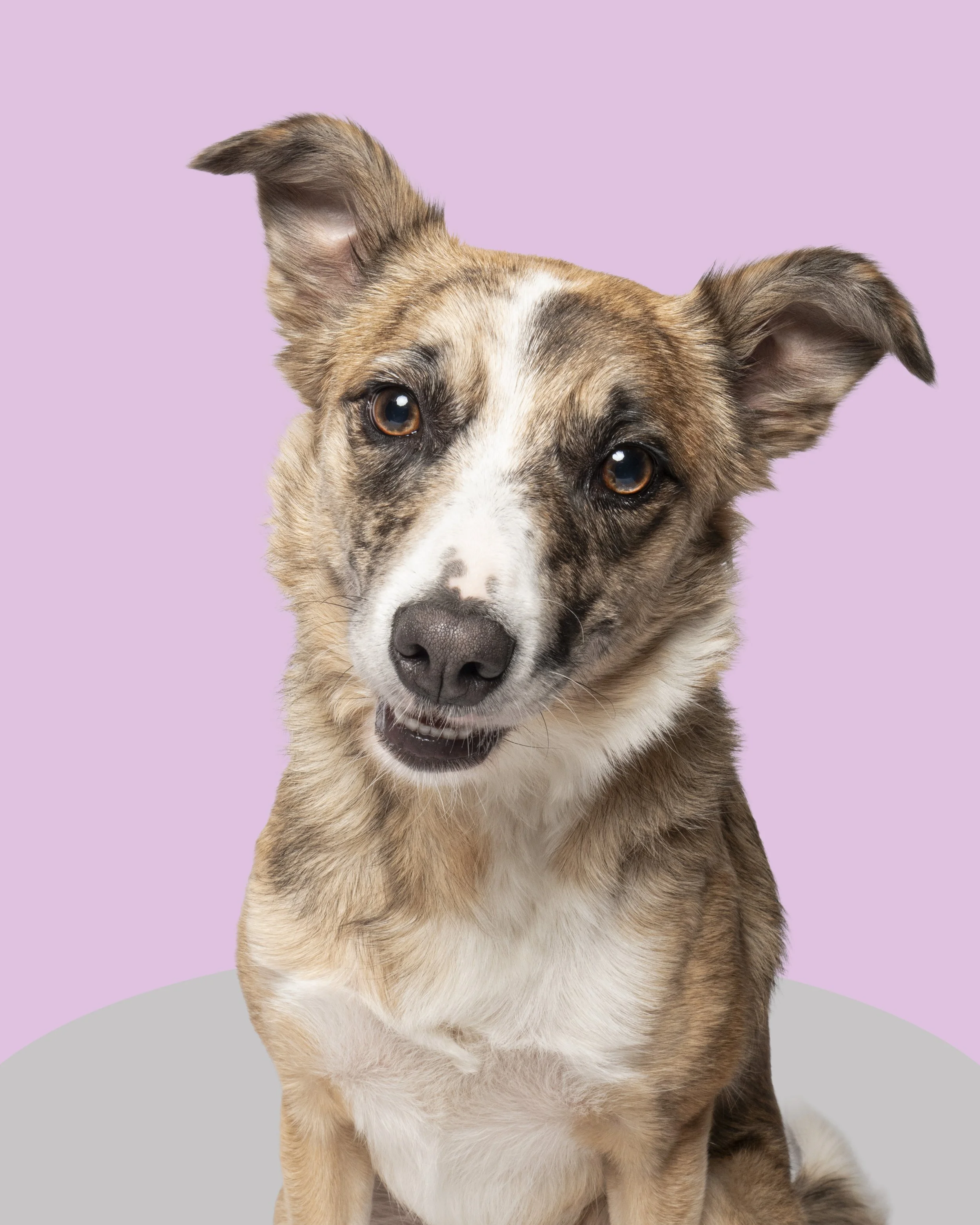 Bella Pink and Grey.jpg