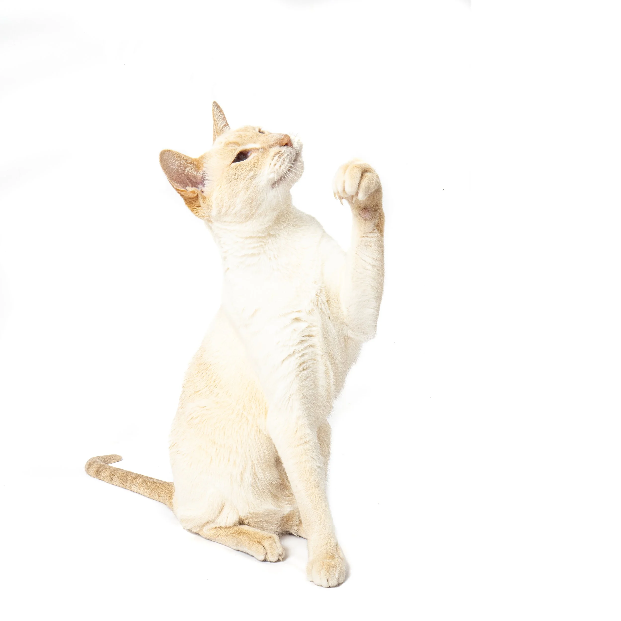 Frankie and Claws.jpg