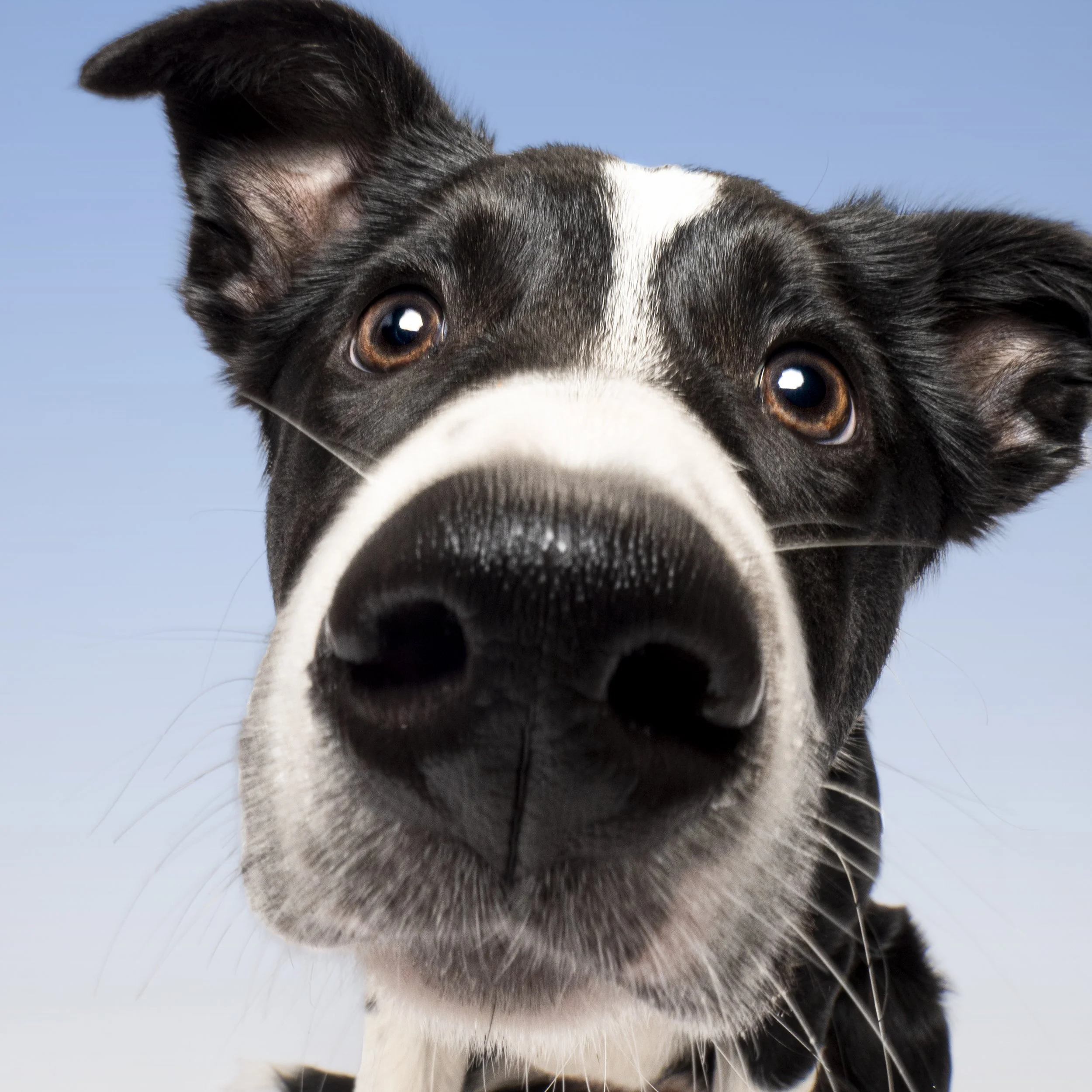 stanley nose.jpg