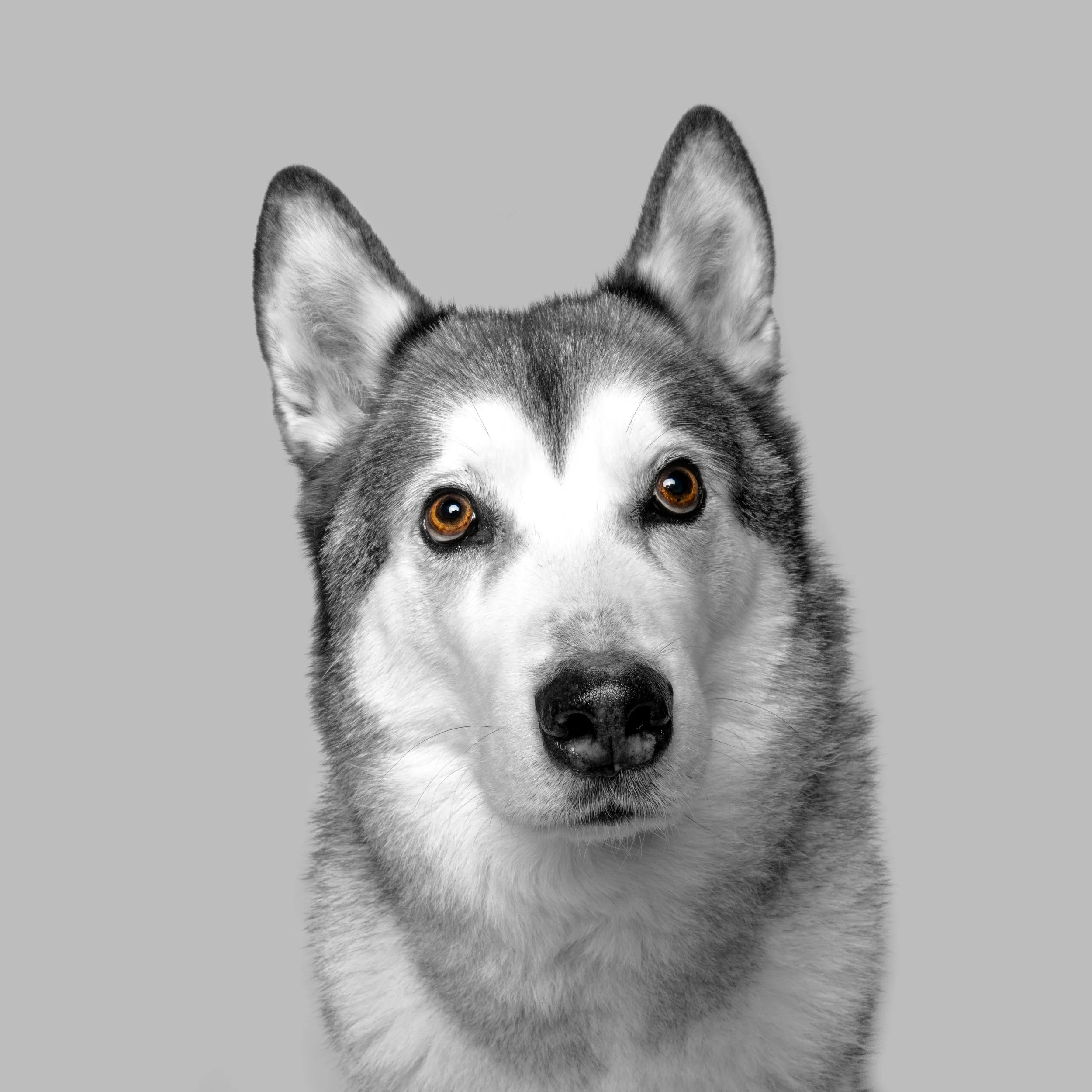 Buzz BnW with Colour eyes.jpg